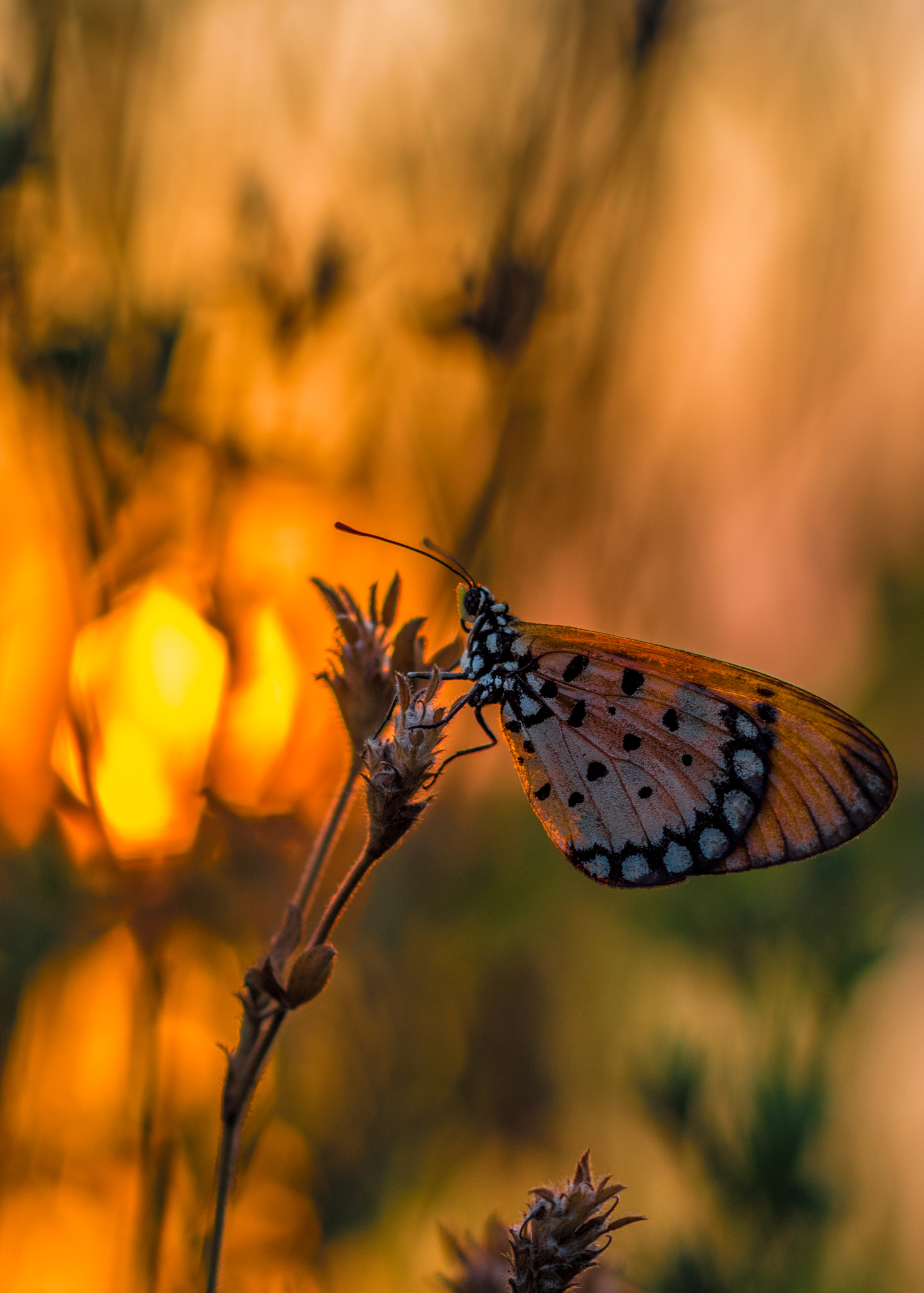 Nikon D5500 + Nikon AF Nikkor 50mm F1.8D sample photo. Sunset butterfly photography