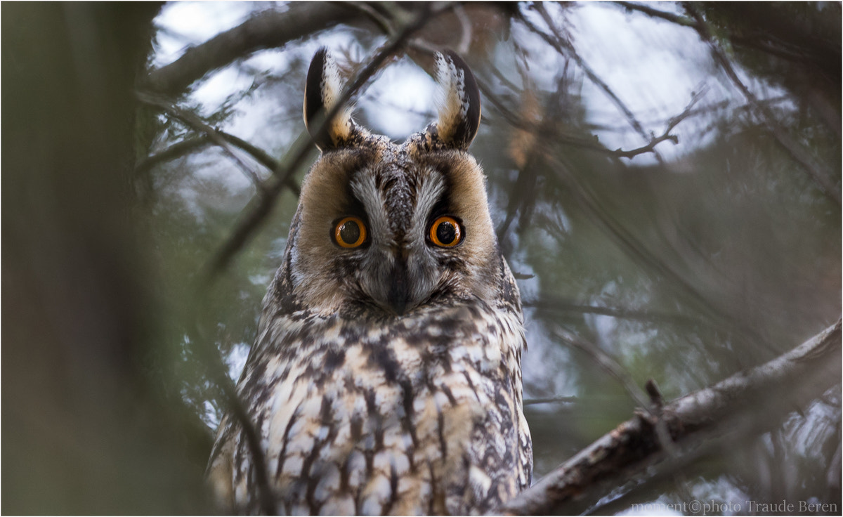 Canon EF 300mm F2.8L IS II USM sample photo. Eulen blick photography