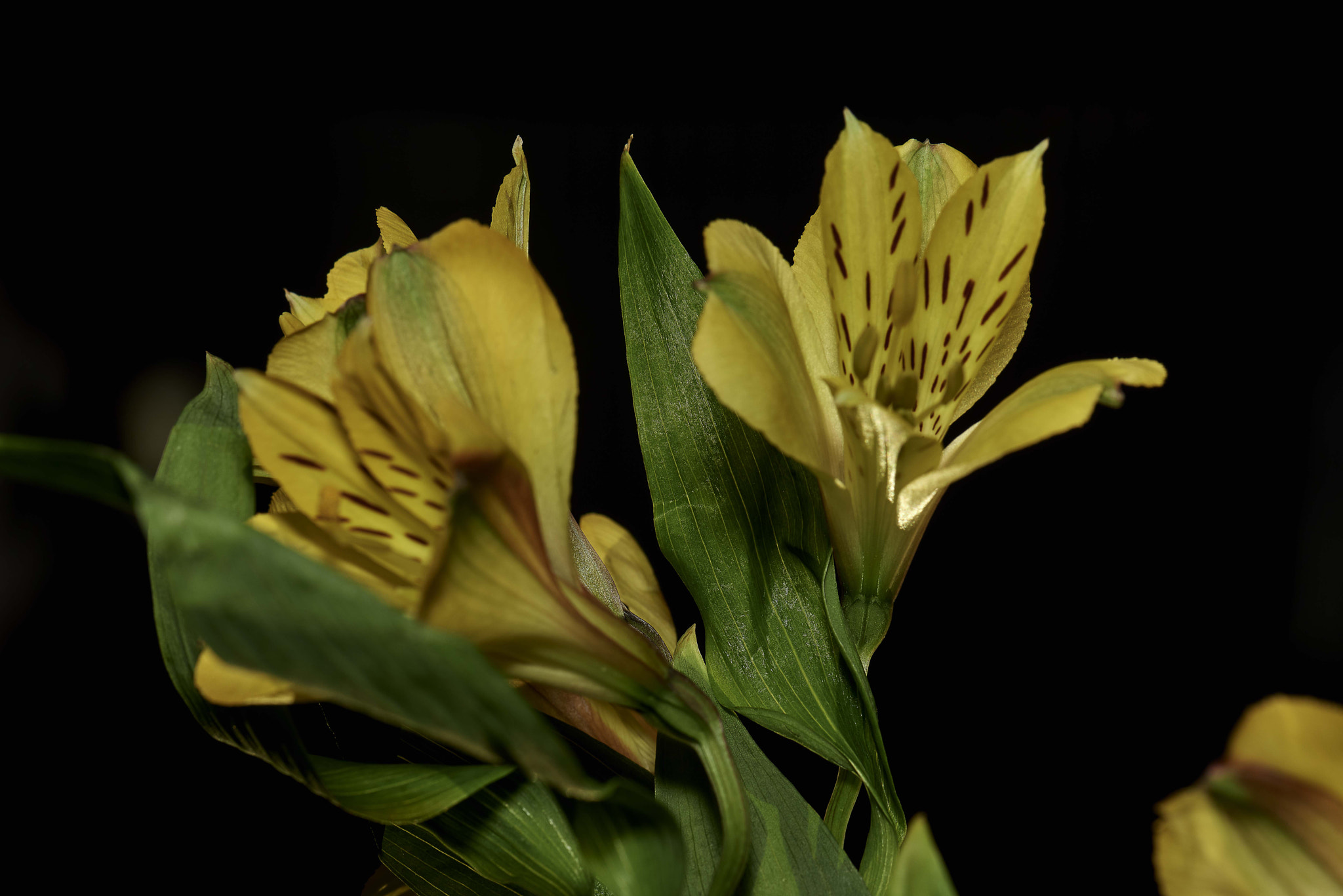 Nikon D800 sample photo. Yellow daffodils 2 photography