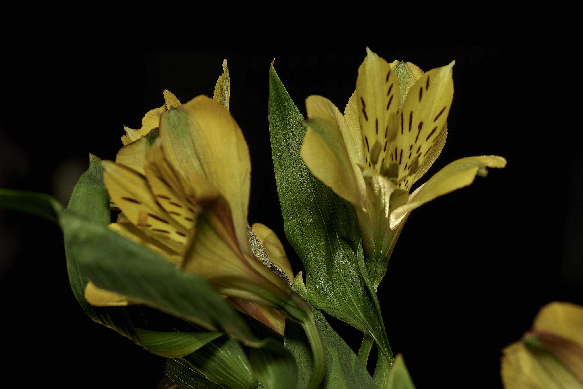 Nikon D800 sample photo. Yellow daffodils 2 photography