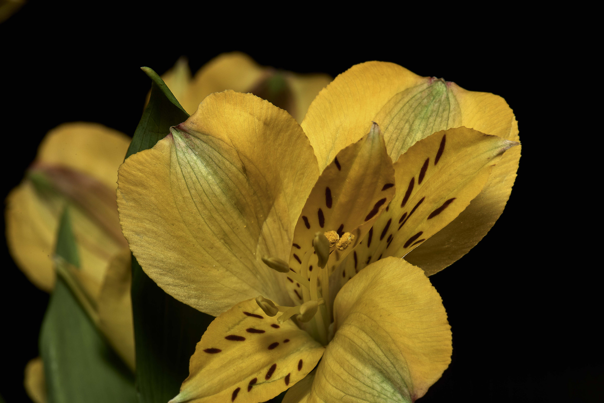 Nikon D800 sample photo. Yellow daffodil1 photography