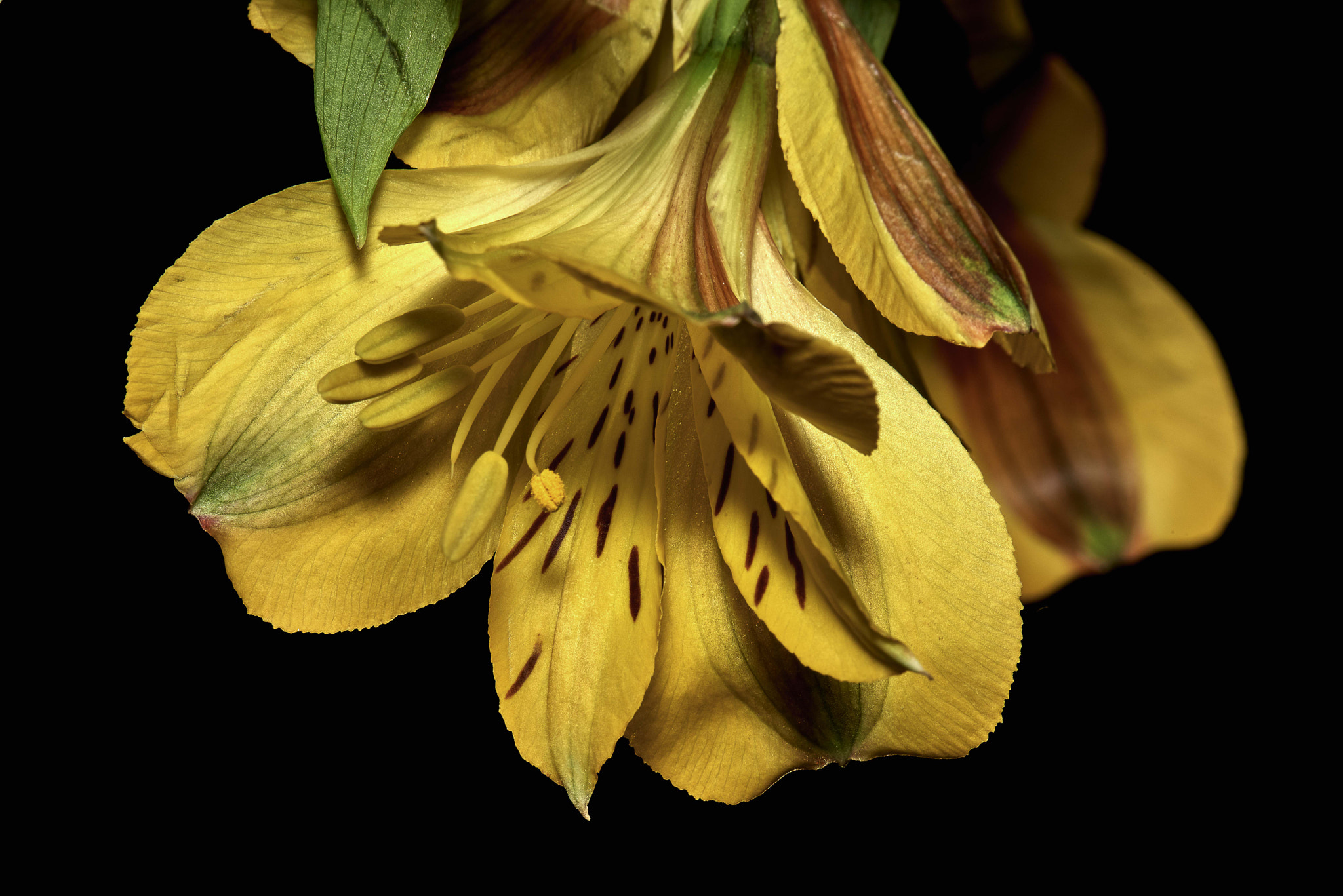 Nikon D800 sample photo. Yellow daffodil 3 photography