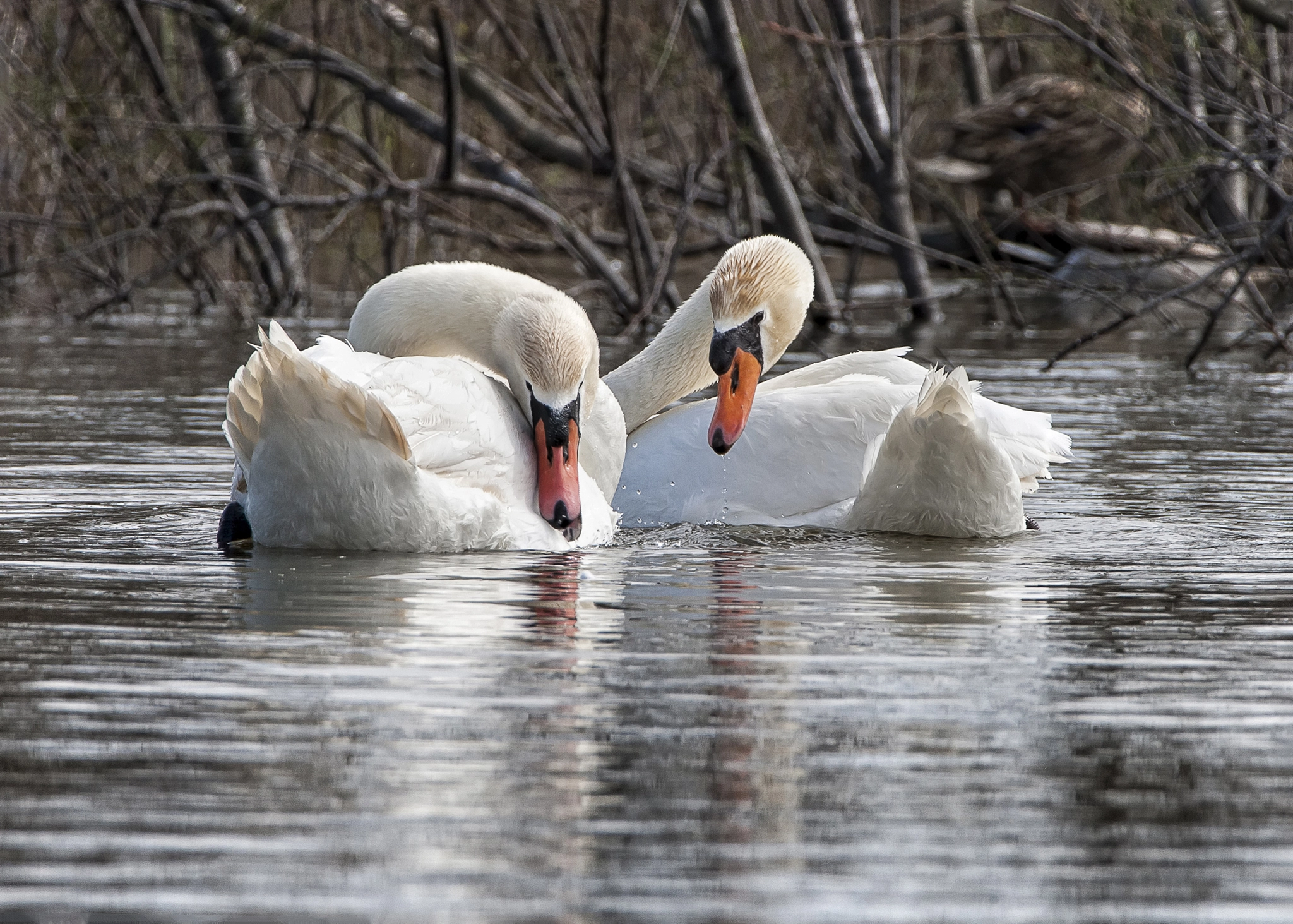 Tamron SP 150-600mm F5-6.3 Di VC USD sample photo. Love photography