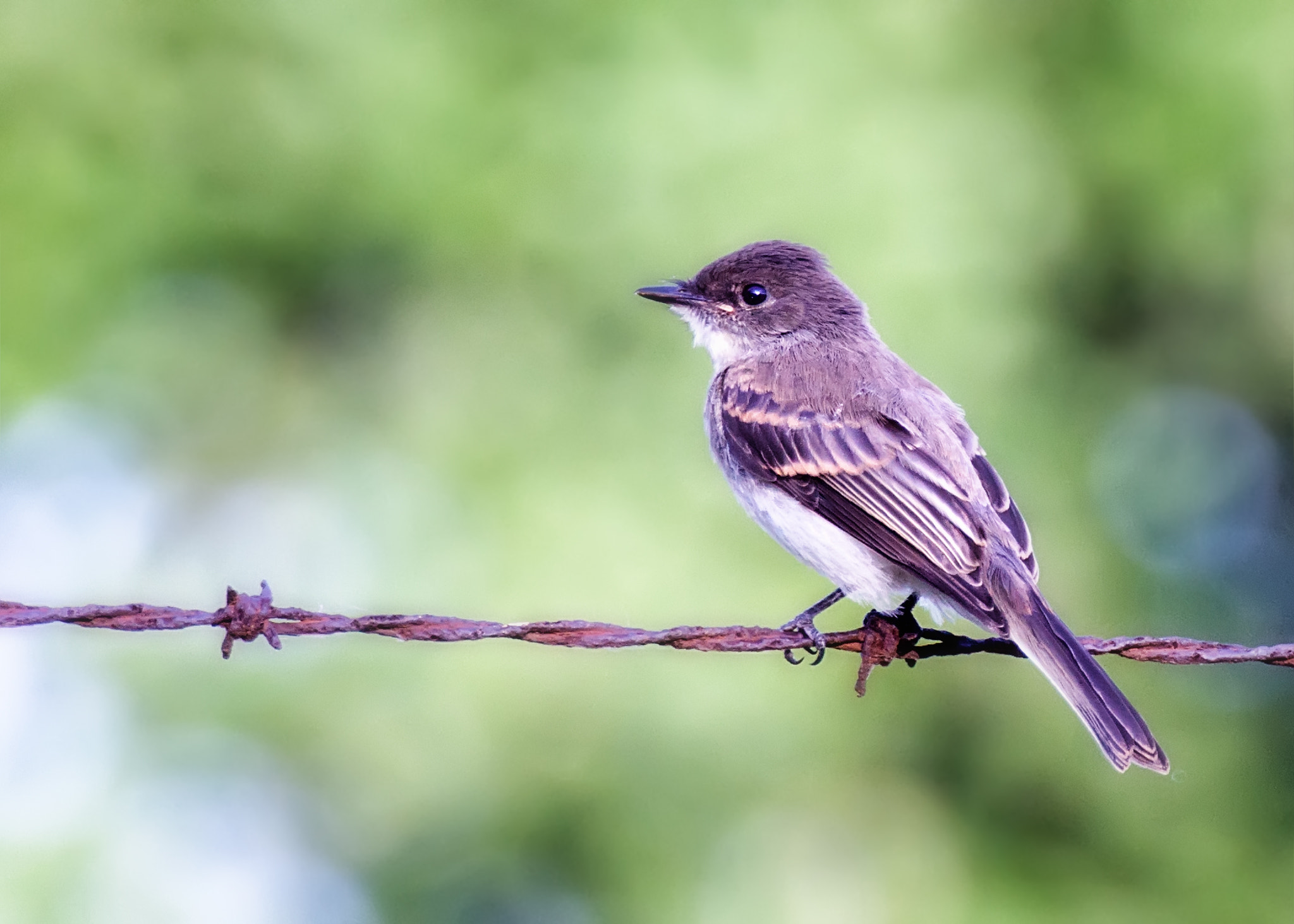 Canon EOS 60D sample photo. Eastern phoebe photography