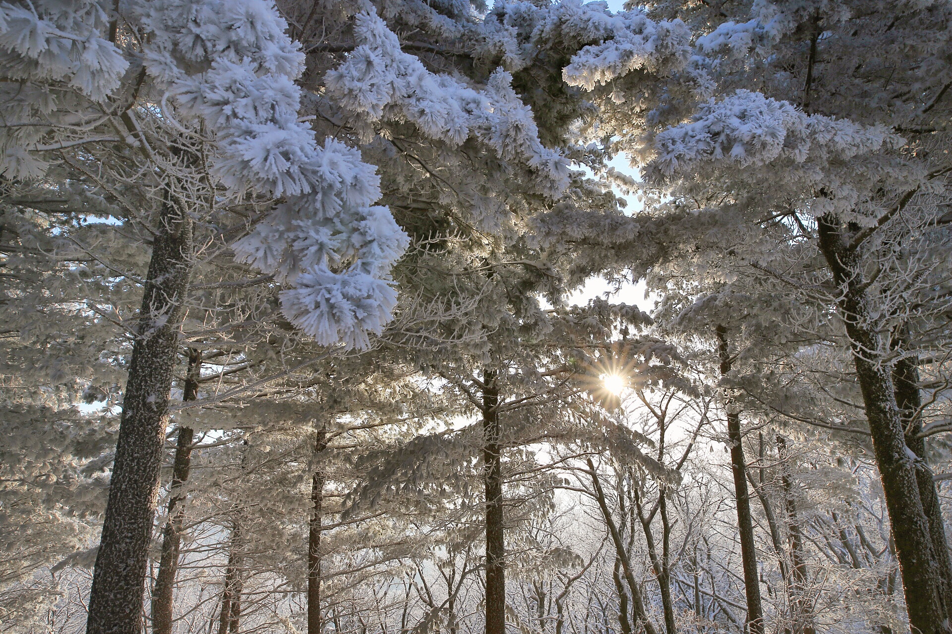 Canon 20mm F1.4 DG HSM | Art 015 sample photo. Snowy tree photography
