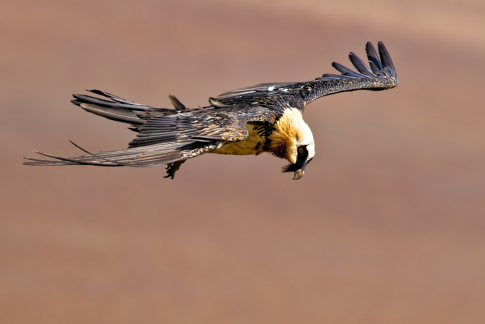 Canon EOS-1D Mark IV + Canon EF 500mm F4L IS USM sample photo. Bearded vulture in flight photography