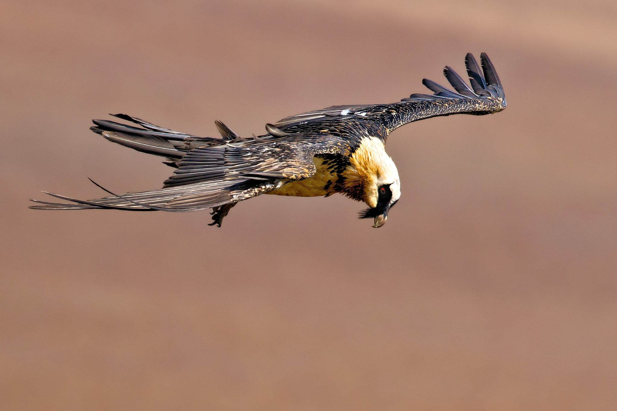Canon EF 500mm F4L IS USM sample photo. Bearded vulture in flight photography