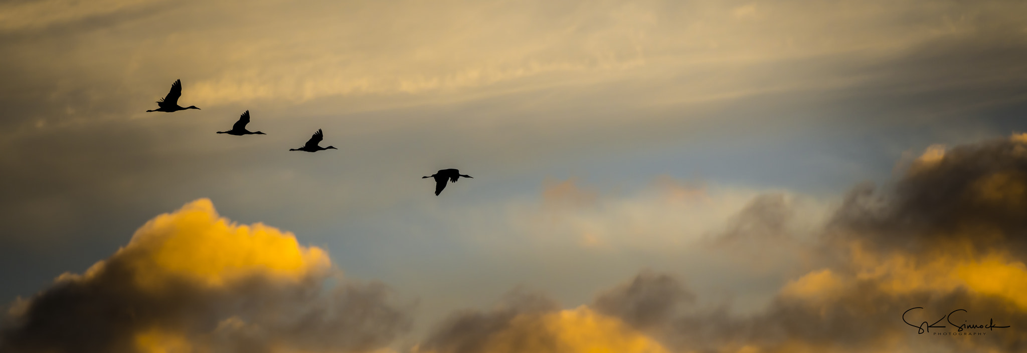 Nikon D800 sample photo. Sandhill cranes at sunset photography