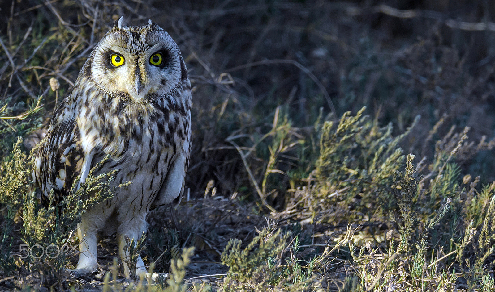 Nikon AF-S Nikkor 600mm F4E FL ED VR sample photo. Short earred owl photography