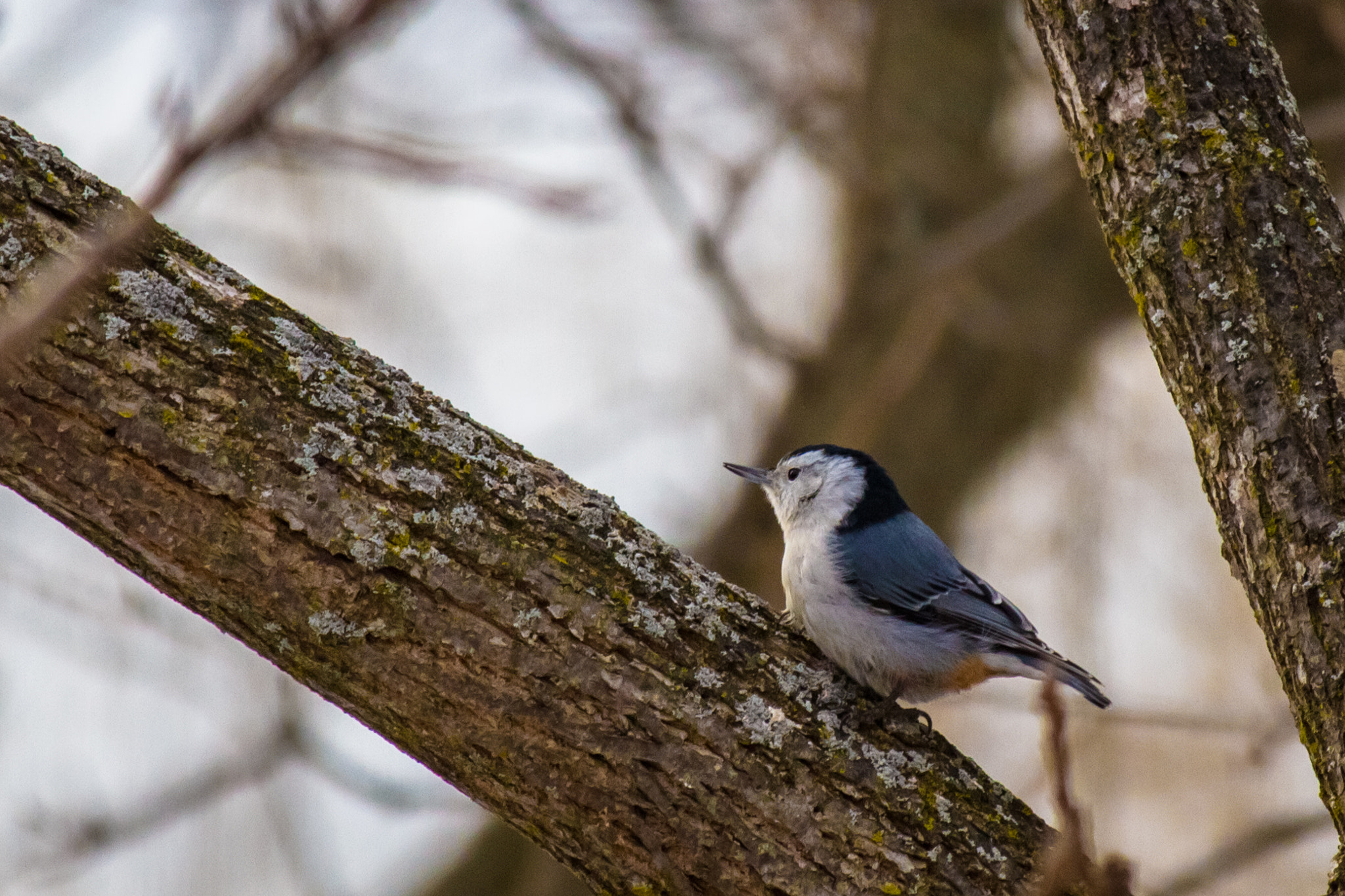 Canon EF-S 55-250mm F4-5.6 IS STM sample photo. Bird i 170210 photography