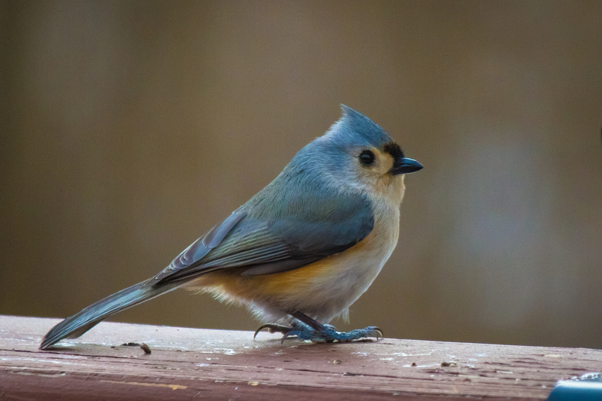 Canon EF-S 55-250mm F4-5.6 IS STM sample photo. Bird ii 170210 photography