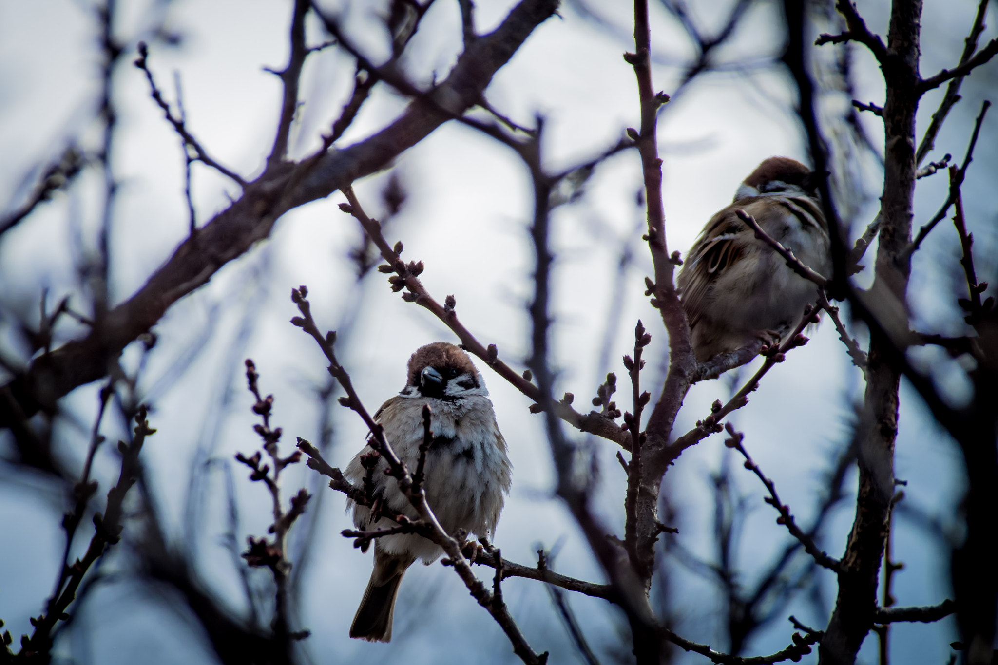 Pentax K-S2 sample photo. Sparrow photography