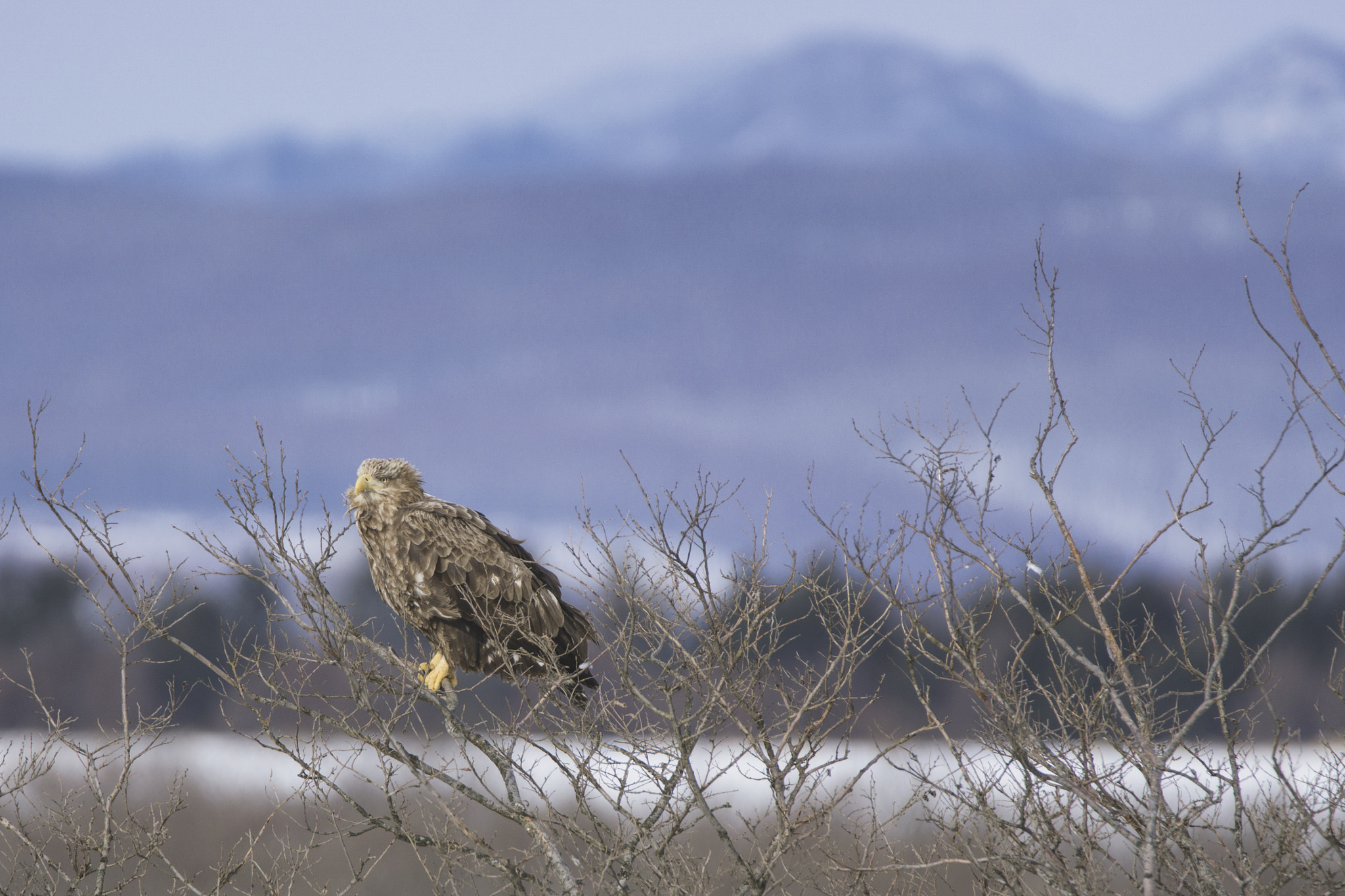 Sony a6000 + Tamron SP 150-600mm F5-6.3 Di VC USD sample photo. Juvenile white-tailed eagle photography