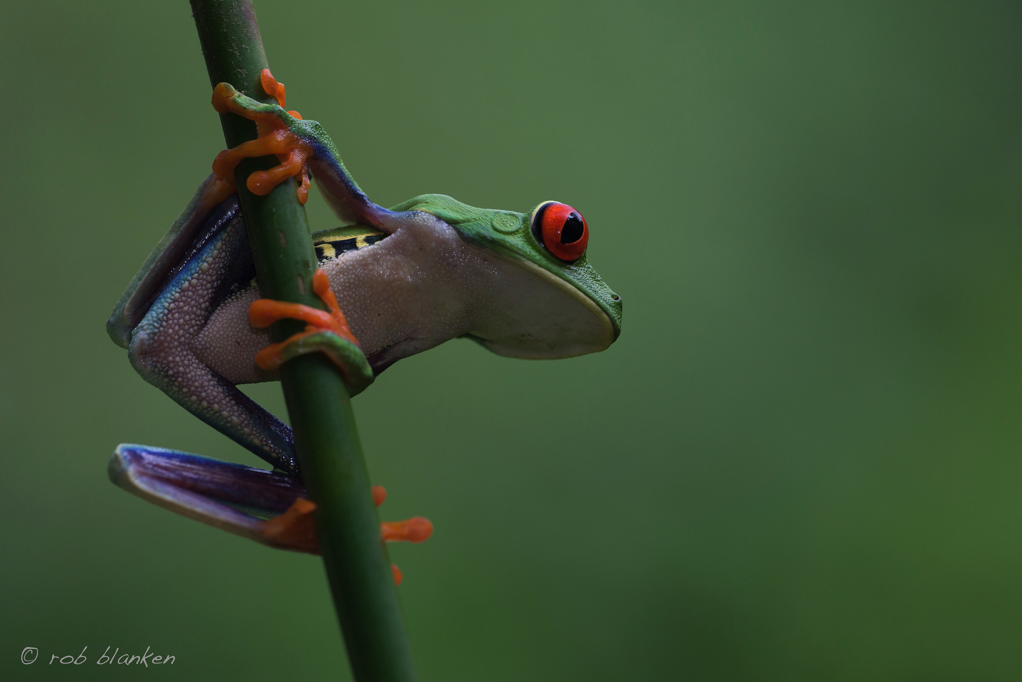 Nikon D810 sample photo. Gaudy leaf frog photography