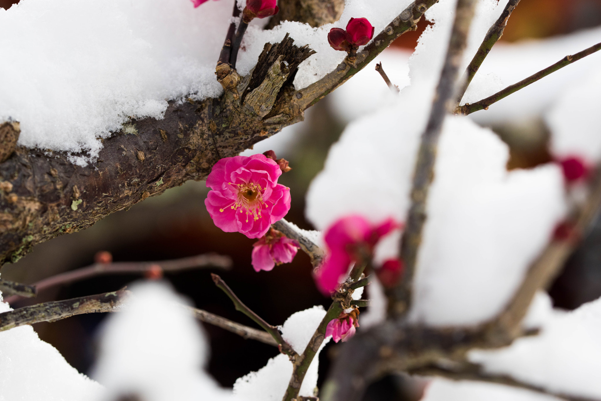 Nikon D810 + Tamron SP 90mm F2.8 Di VC USD 1:1 Macro (F004) sample photo. Flower and snow photography