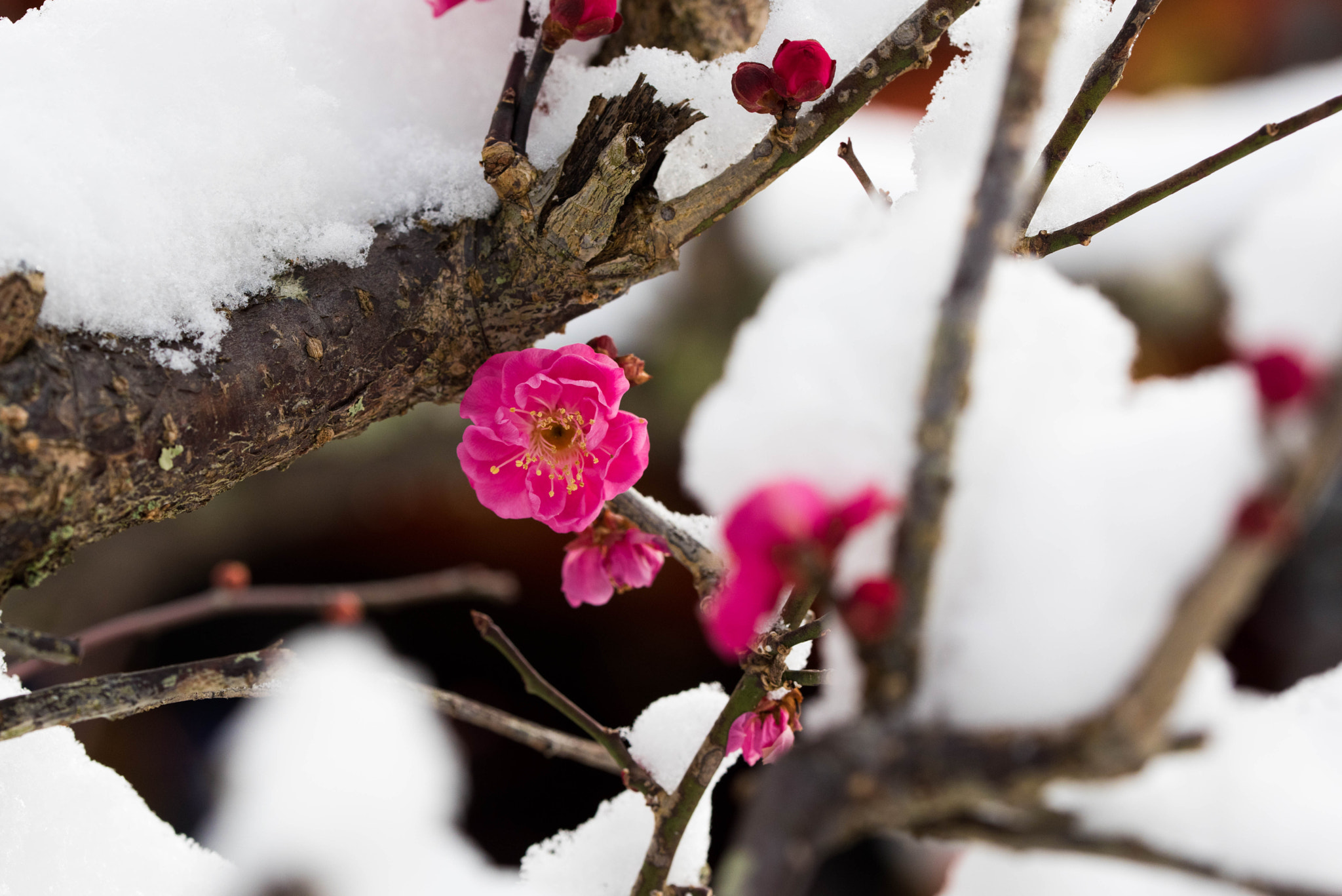 Nikon D810 sample photo. Flower and snow photography