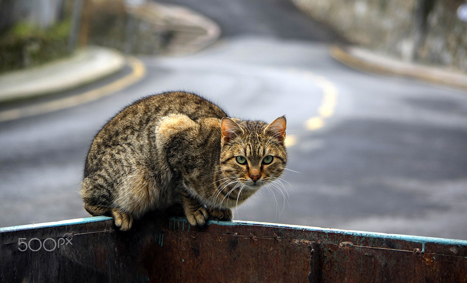 Samsung/Schneider D-XENON 50-200mm F4-5.6 sample photo. Cat of the streets photography