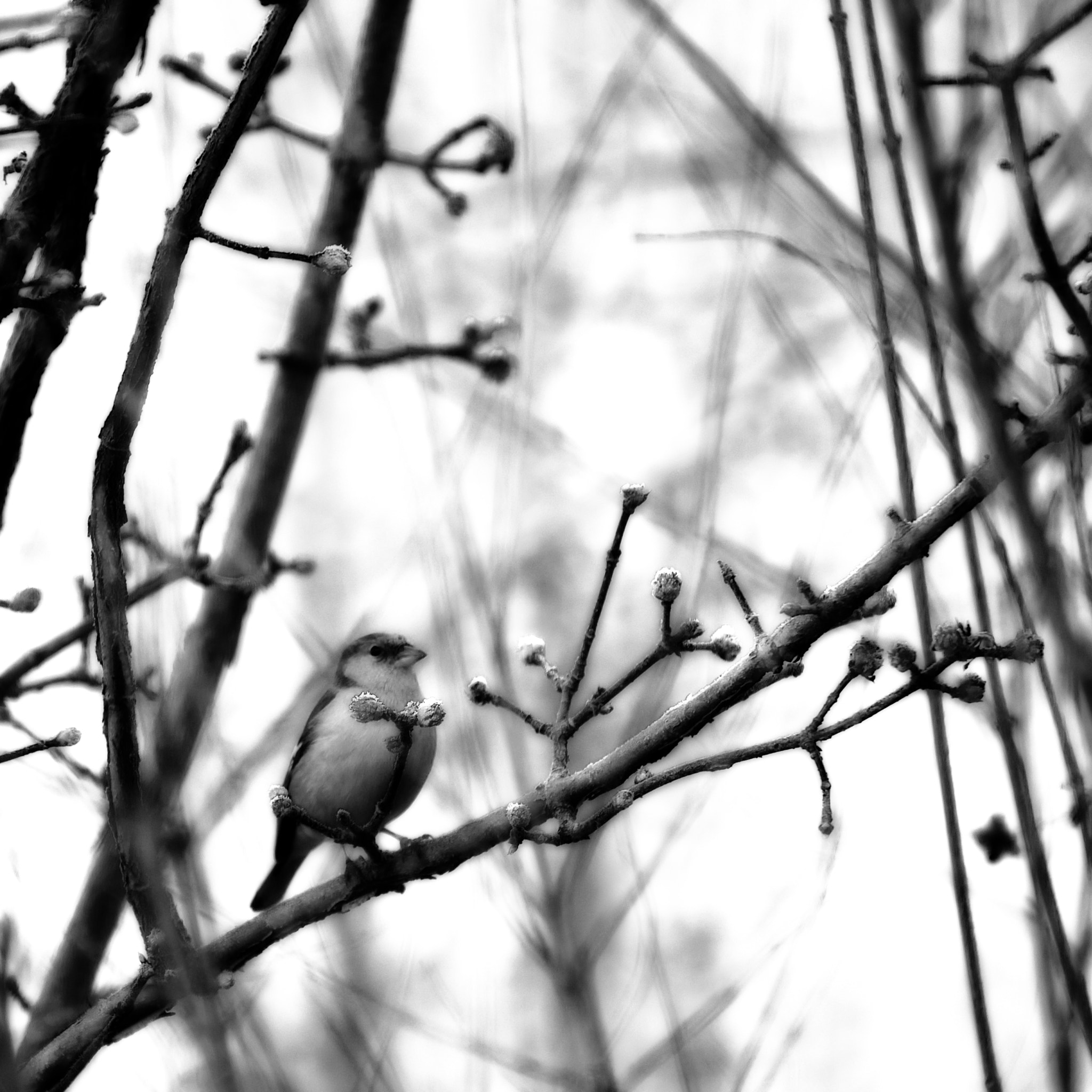 Nikon D3 sample photo. Zomaar photography