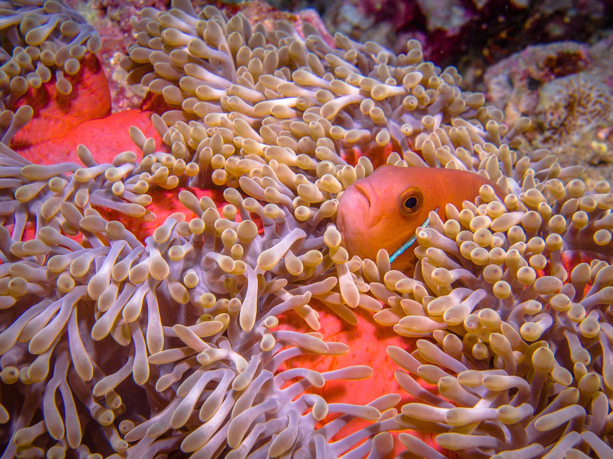 Olympus PEN E-PL5 + OLYMPUS M.9-18mm F4.0-5.6 sample photo. Skunk clown fish hiding in an anemone photography
