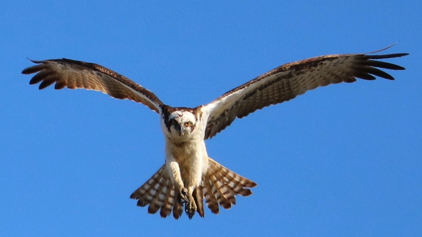 Canon EOS 750D (EOS Rebel T6i / EOS Kiss X8i) + Canon EF-S 55-250mm F4-5.6 IS STM sample photo. Osprey photography