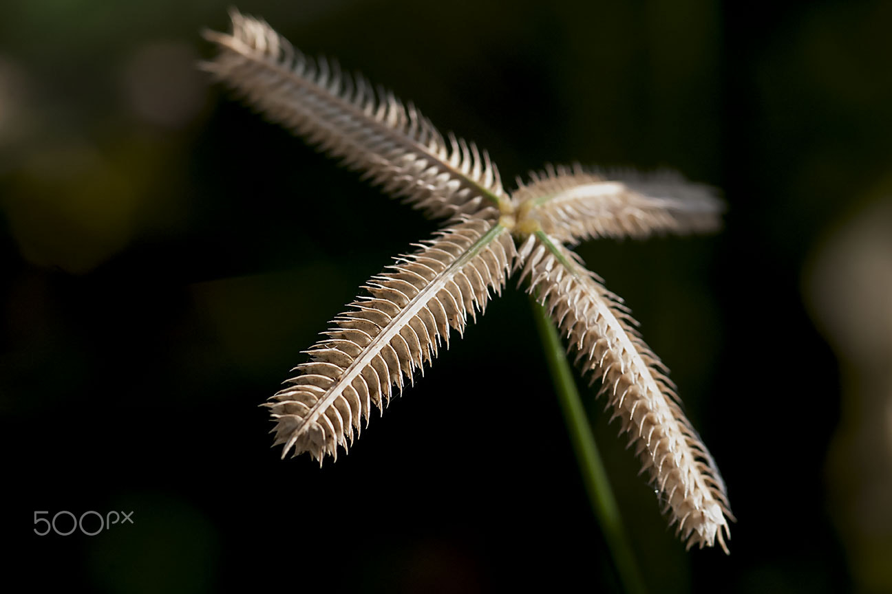 Nikon AF-S Micro-Nikkor 105mm F2.8G IF-ED VR sample photo. Grass photography