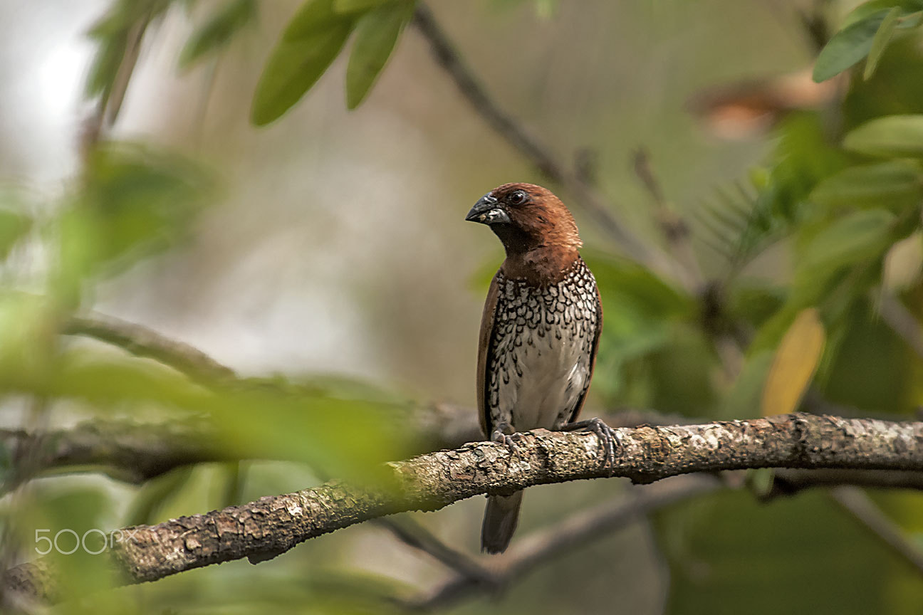 Nikon D80 sample photo. Scaly-breasted munia photography