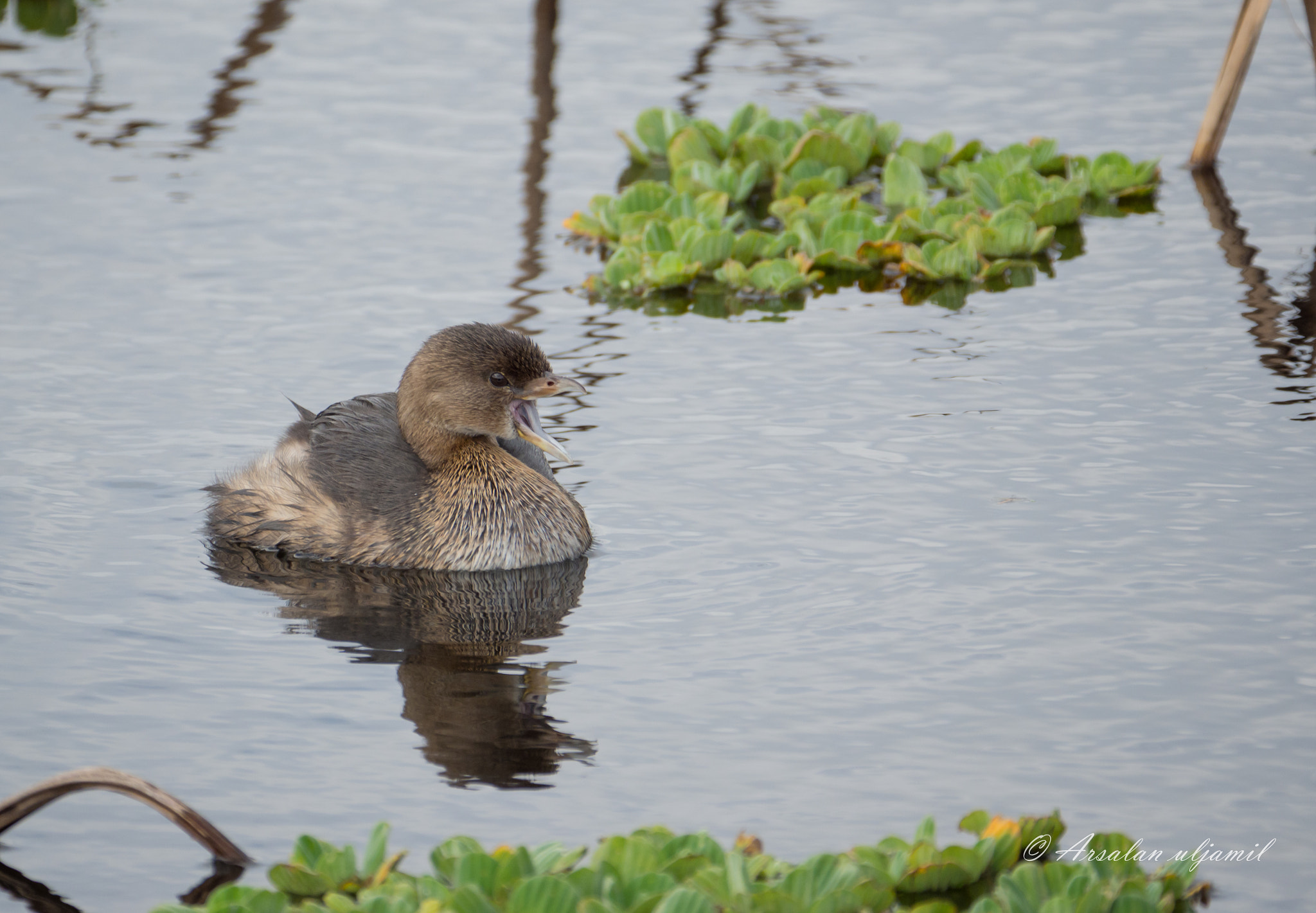 Olympus OM-D E-M1 Mark II + LEICA DG 100-400/F4.0-6.3 sample photo. Pied-billed grebe photography