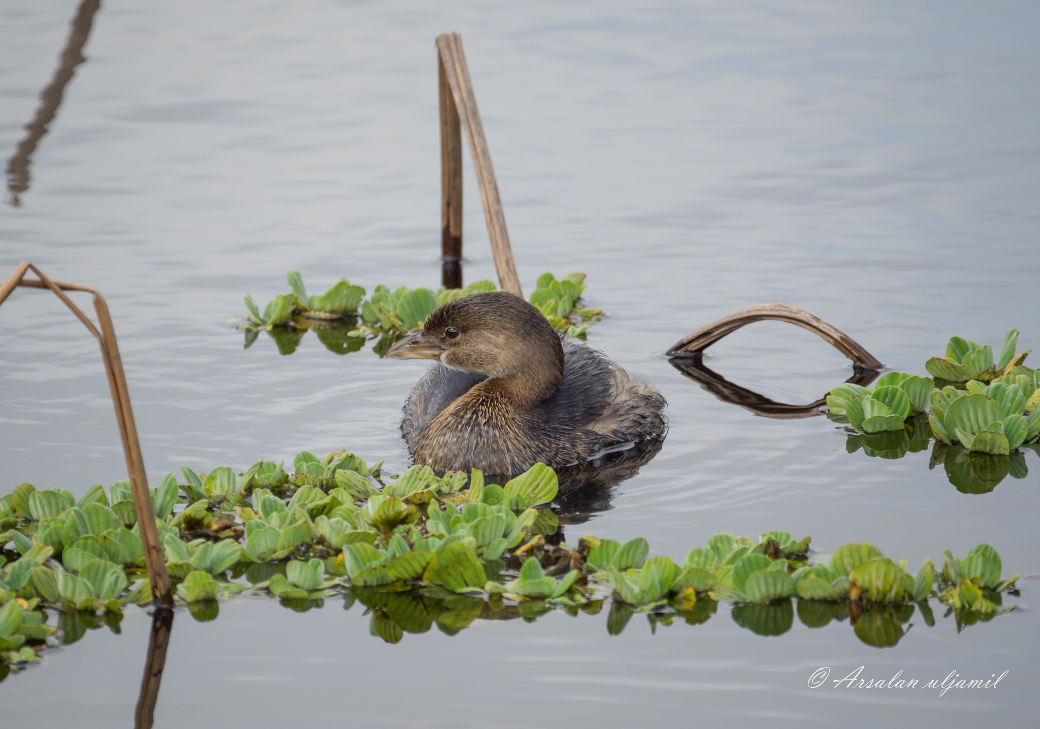 Olympus OM-D E-M1 Mark II + LEICA DG 100-400/F4.0-6.3 sample photo. Pied-billed grebe photography