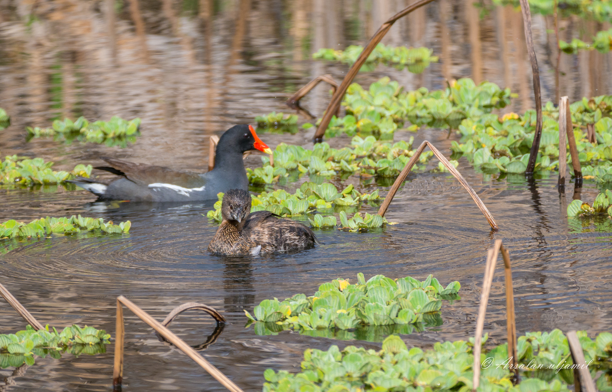 Olympus OM-D E-M1 Mark II + LEICA DG 100-400/F4.0-6.3 sample photo. Moorhen and grebe photography