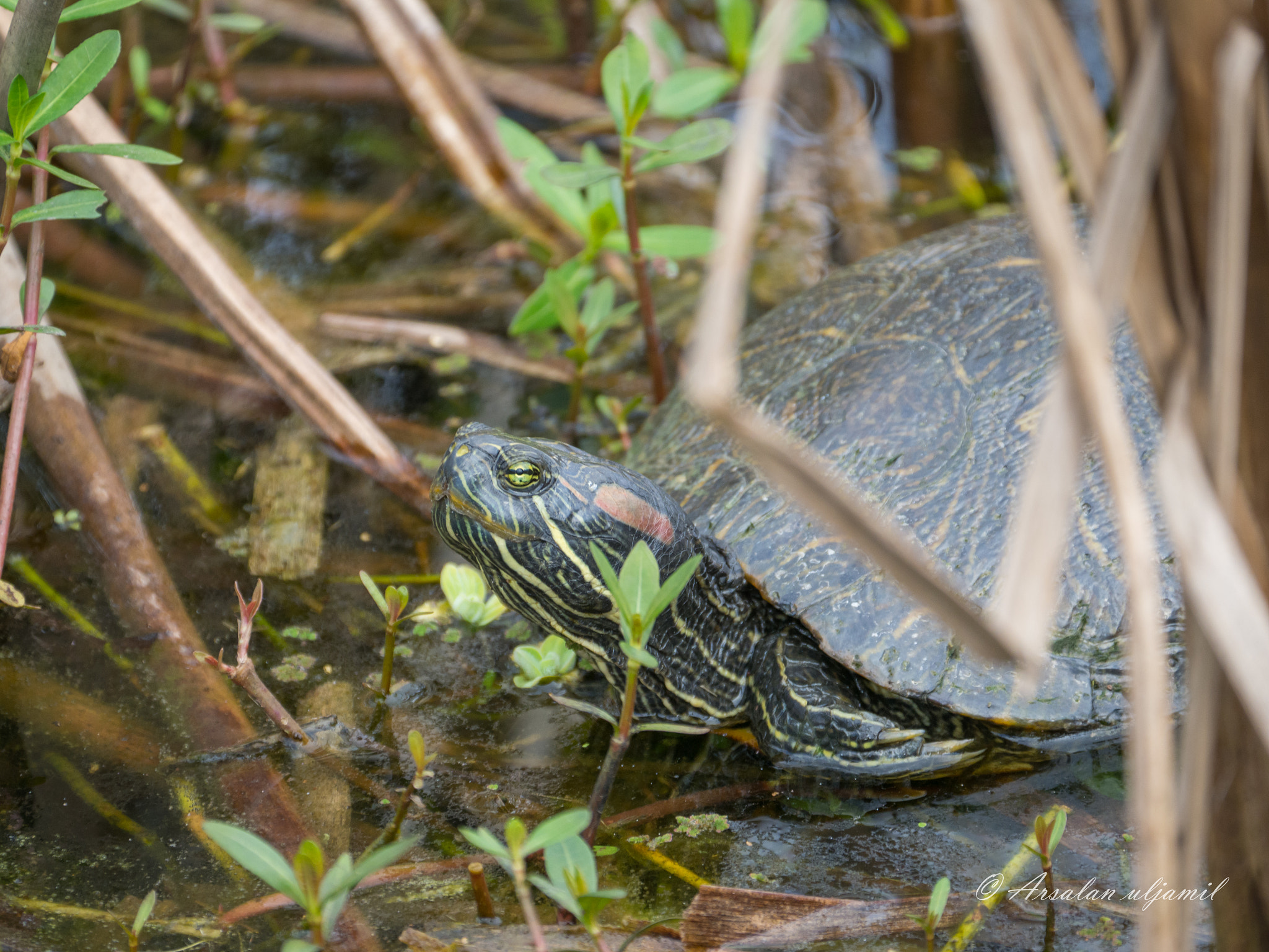 Olympus OM-D E-M1 Mark II + LEICA DG 100-400/F4.0-6.3 sample photo. Turtle photography