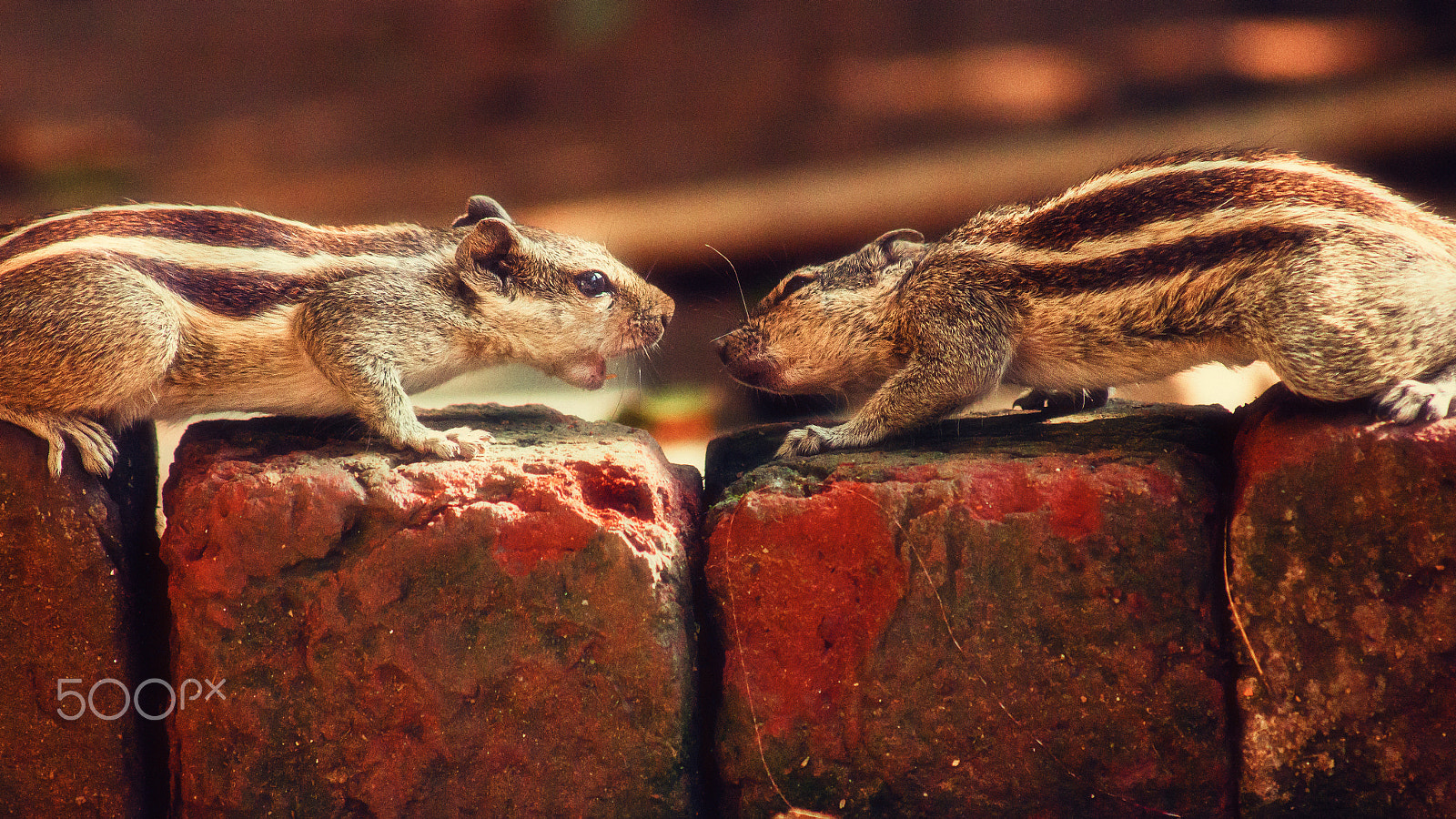 Canon EF 70-300mm F4-5.6 IS USM sample photo. Kiss me photography
