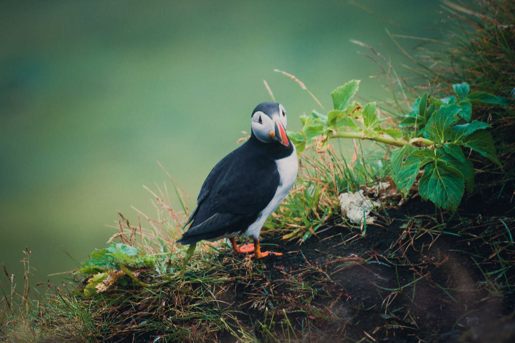 Canon EOS 500D (EOS Rebel T1i / EOS Kiss X3) sample photo. Puffin  #02 photography
