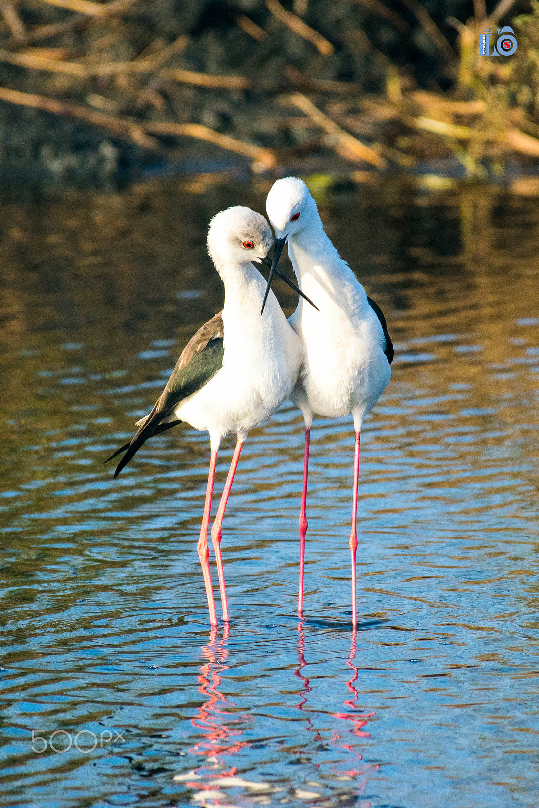 Nikon AF-S Nikkor 200-500mm F5.6E ED VR sample photo. Lovebirds photography