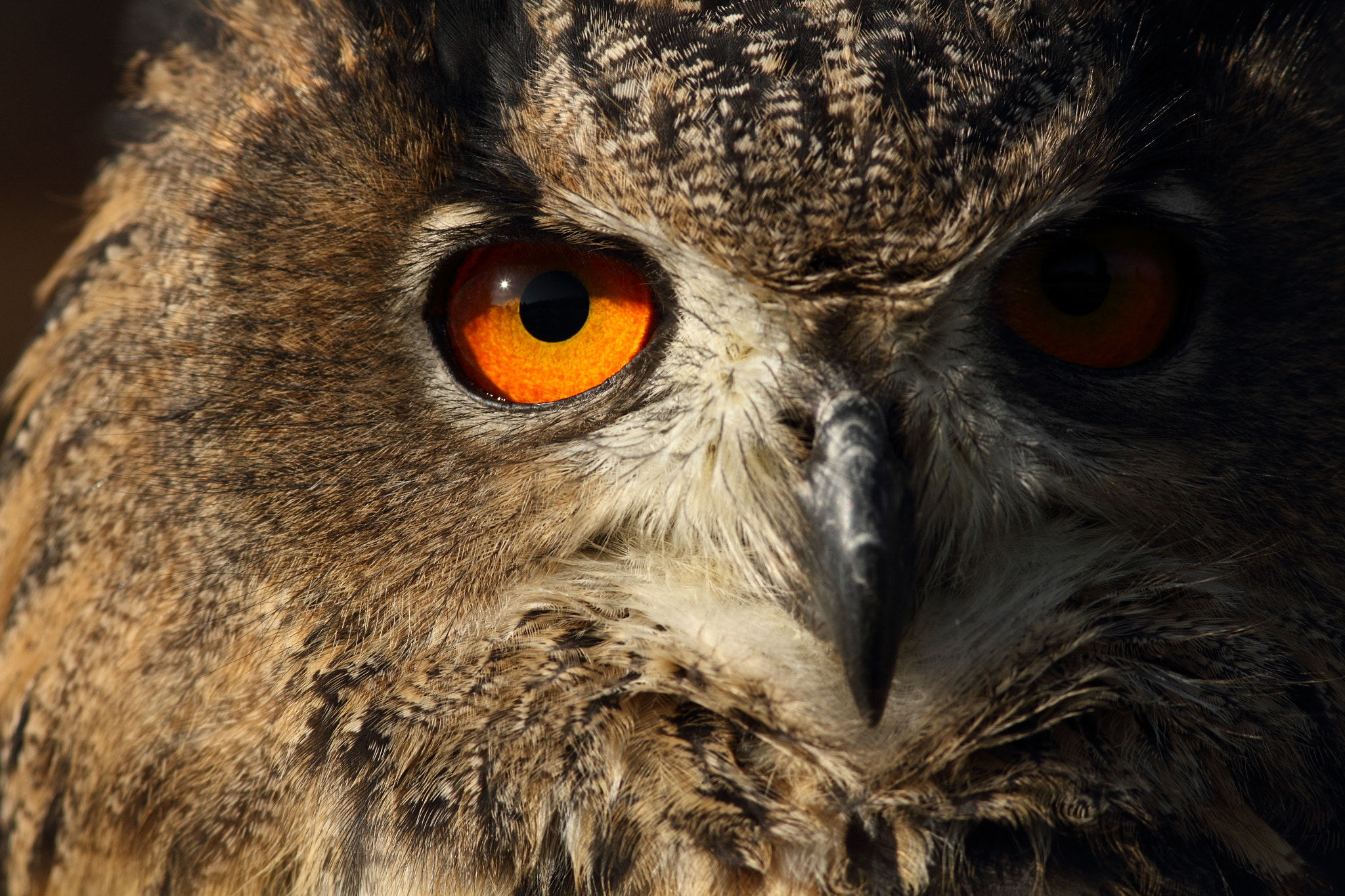 Canon EF 300mm F4L IS USM sample photo. Eurasian eagle-owl photography