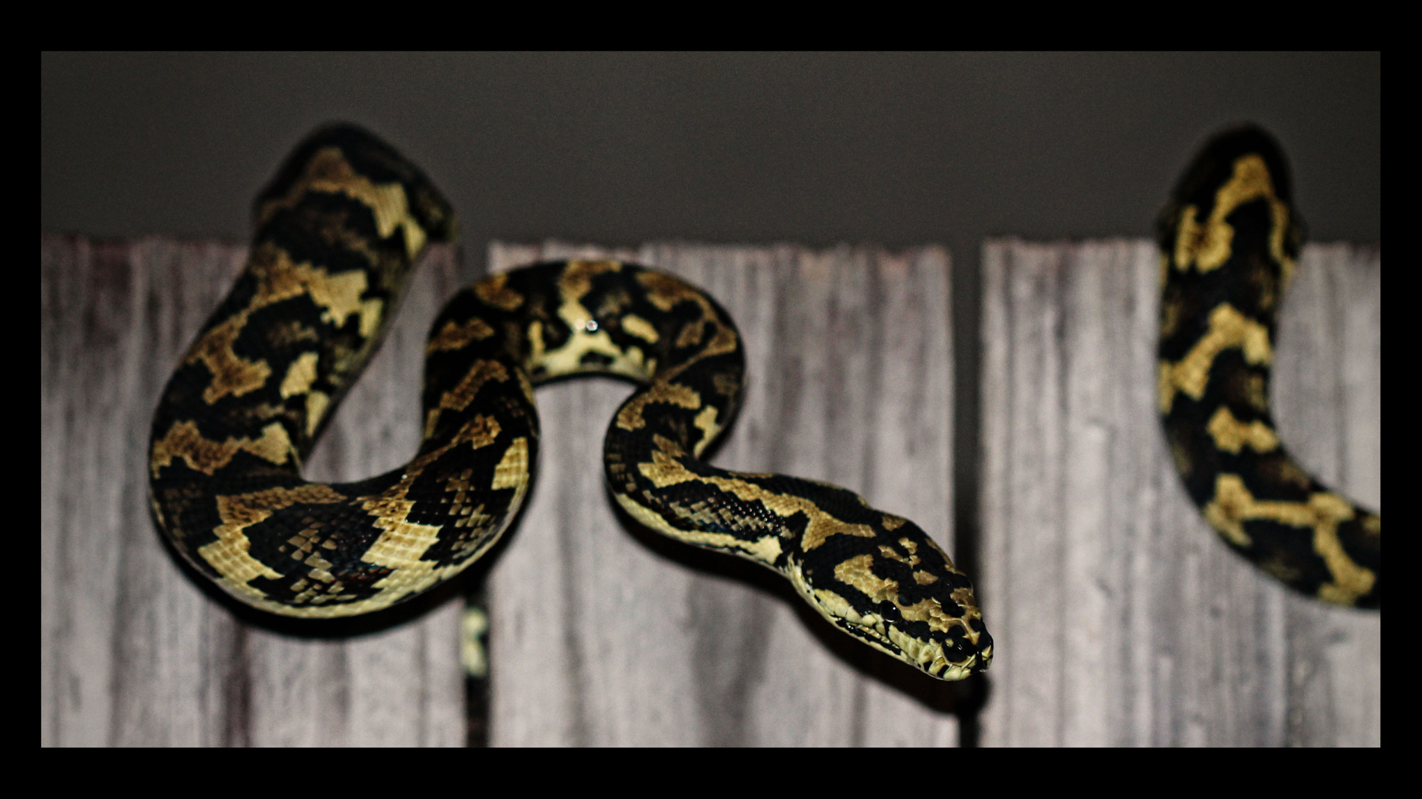Canon EF 100mm F2.8 Macro USM sample photo. Snake photography