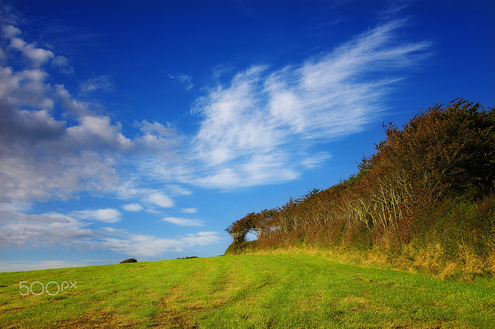 Pentax *ist DL sample photo. Hedge & hole photography