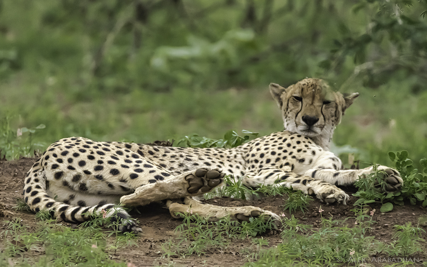 Sigma 150-600mm F5-6.3 DG OS HSM | C sample photo. Sleepyhead photography