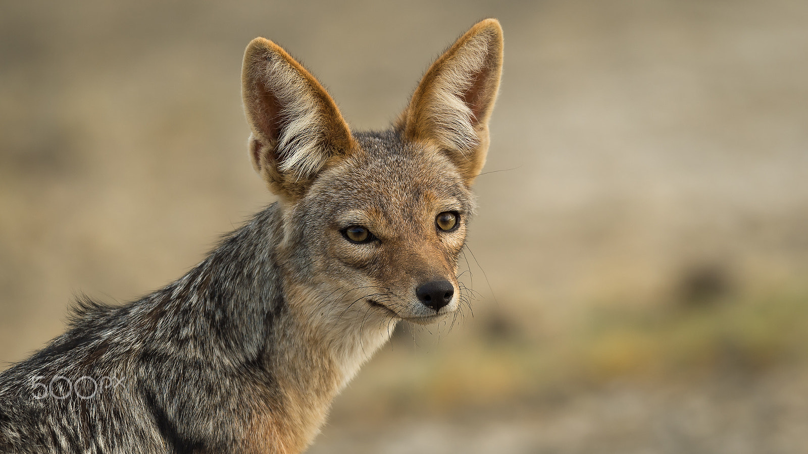 Nikon AF-S Nikkor 500mm F4E FL ED VR sample photo. Blackbacked jackal - sciacallo dalla gualdrappa. photography