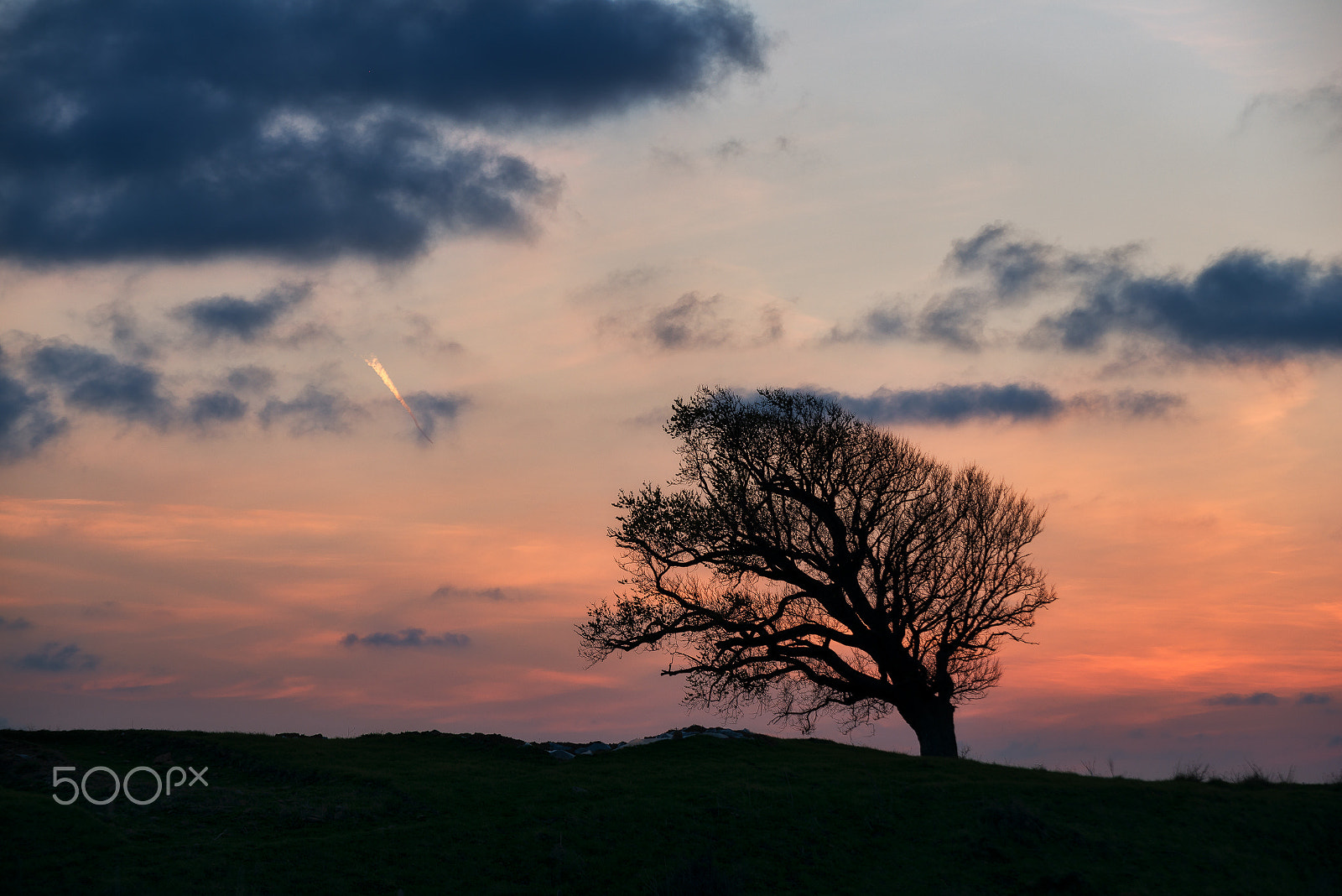Nikon D800E sample photo. One tree hill photography