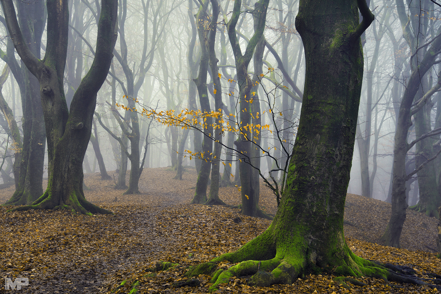 Sony E 18-200mm F3.5-6.3 OSS sample photo. Roots of nature photography