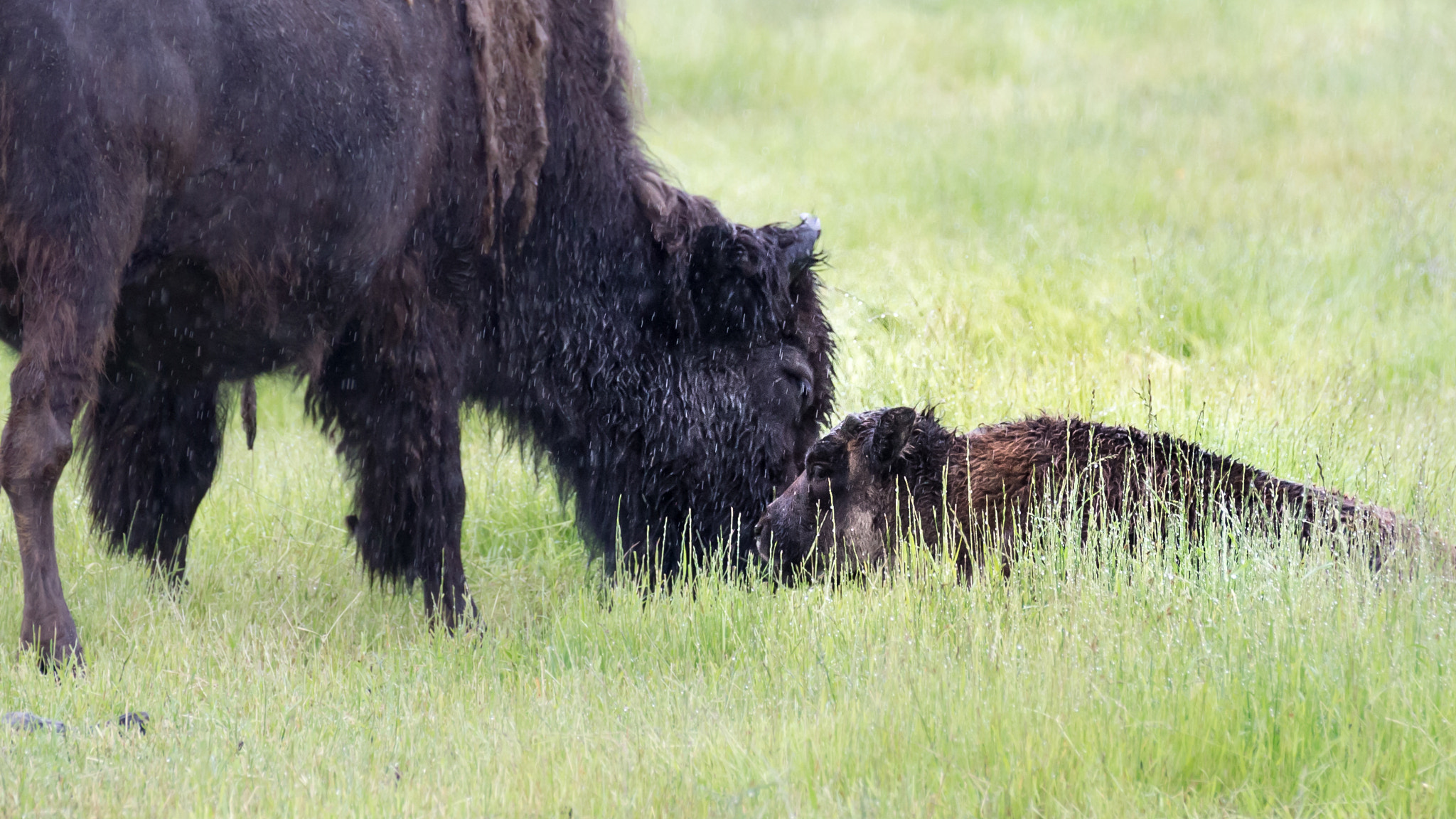 Canon EOS 600D (Rebel EOS T3i / EOS Kiss X5) sample photo. Mother and calf photography