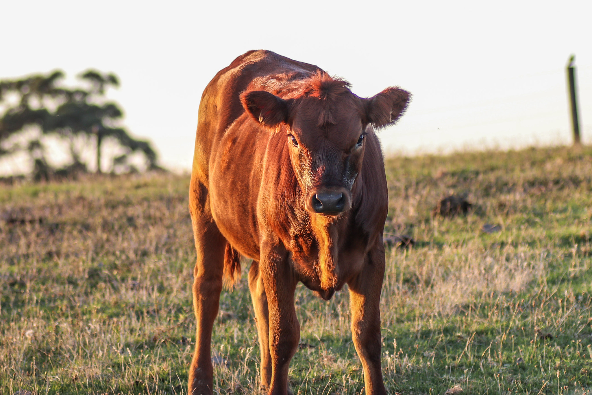 Canon EOS 80D + Tamron SP AF 90mm F2.8 Di Macro sample photo. Golden hour cow photography