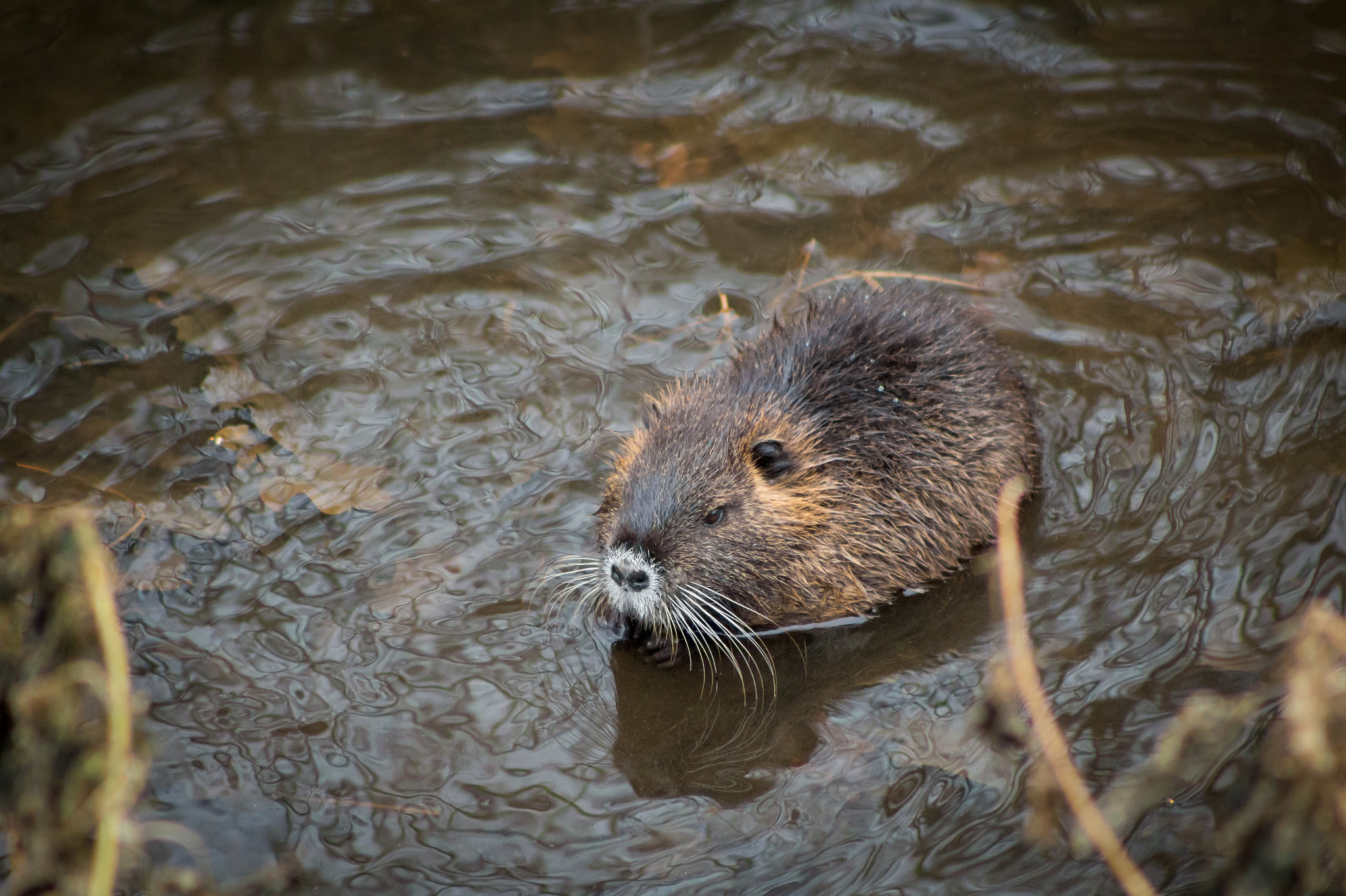 Canon EOS 100D (EOS Rebel SL1 / EOS Kiss X7) + EF75-300mm f/4-5.6 sample photo. Coypu photography