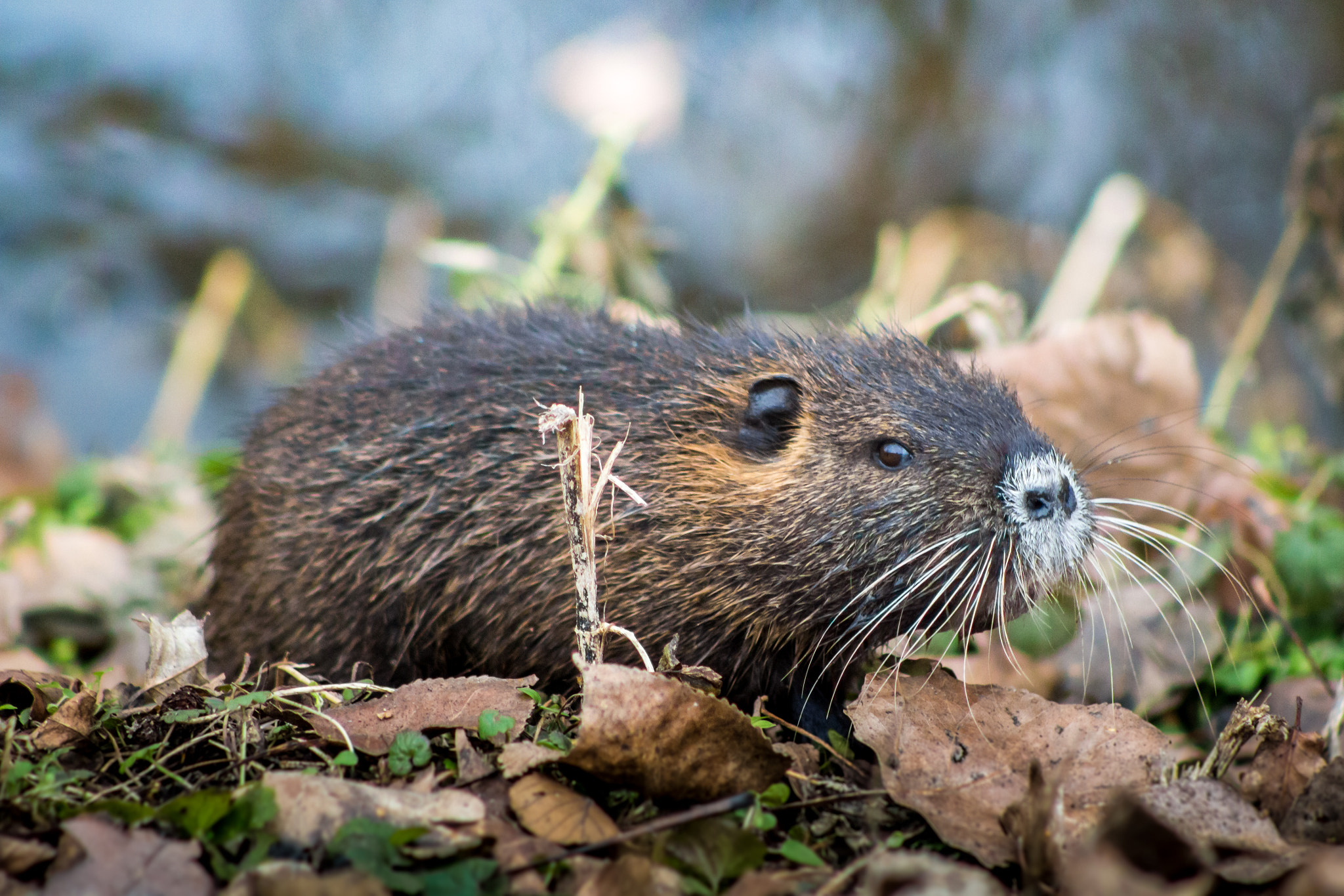 Canon EOS 100D (EOS Rebel SL1 / EOS Kiss X7) + EF75-300mm f/4-5.6 sample photo. Coypu photography