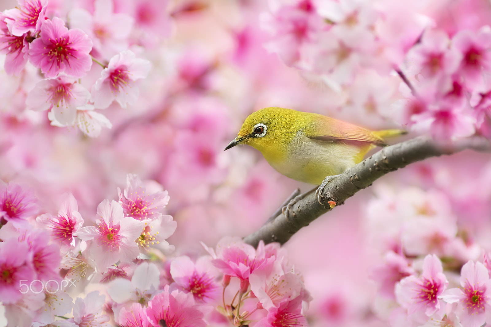 Canon EF 300mm F2.8L IS USM sample photo. Hello spring photography