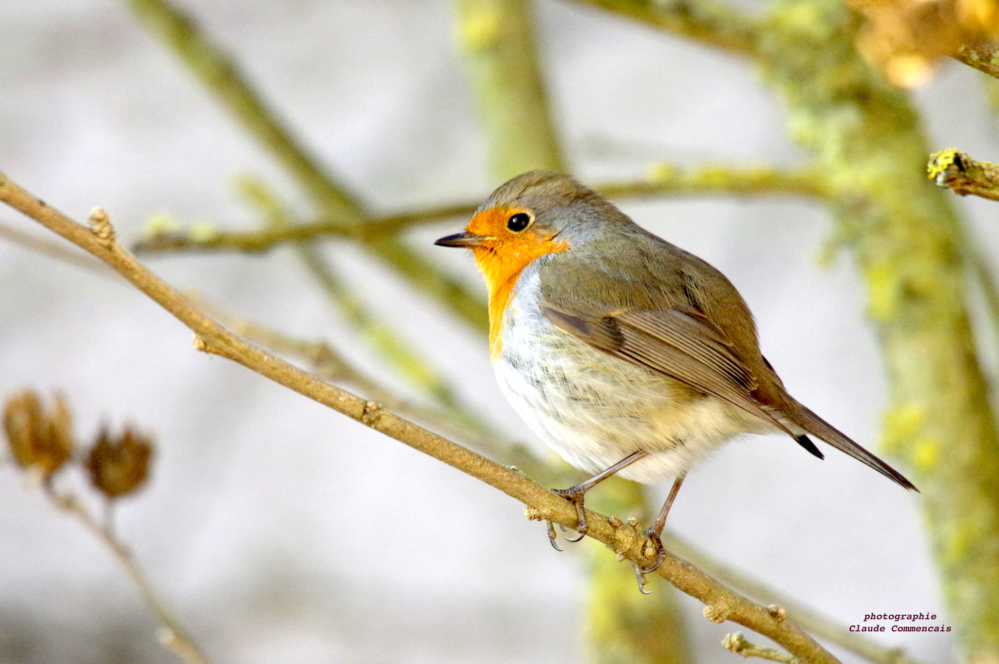 Sigma 50-500mm F4.5-6.3 DG OS HSM sample photo. L'instant mignon rouge gorge photography