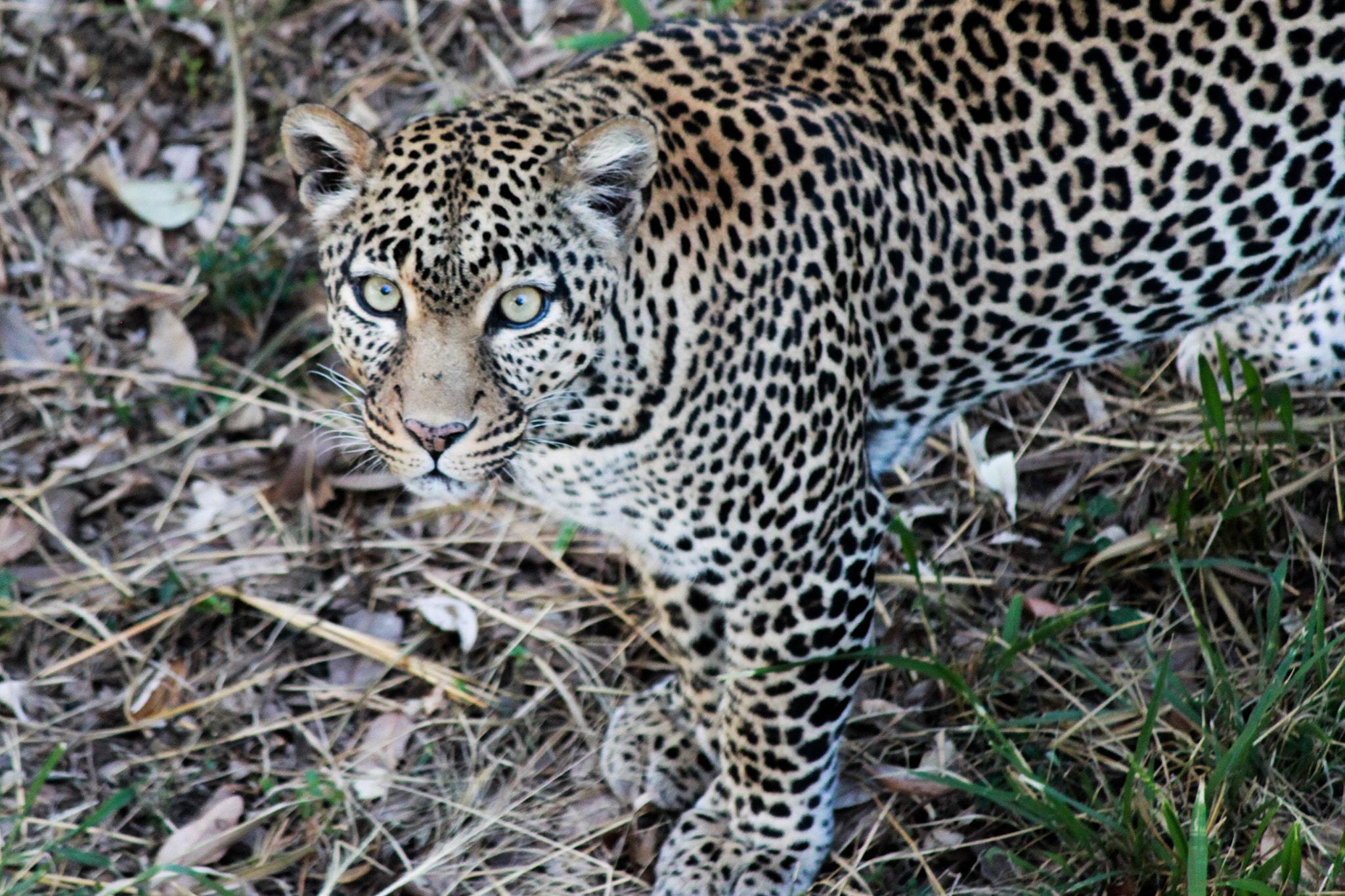 Canon EF-S 55-250mm F4-5.6 IS sample photo. Leopard photography