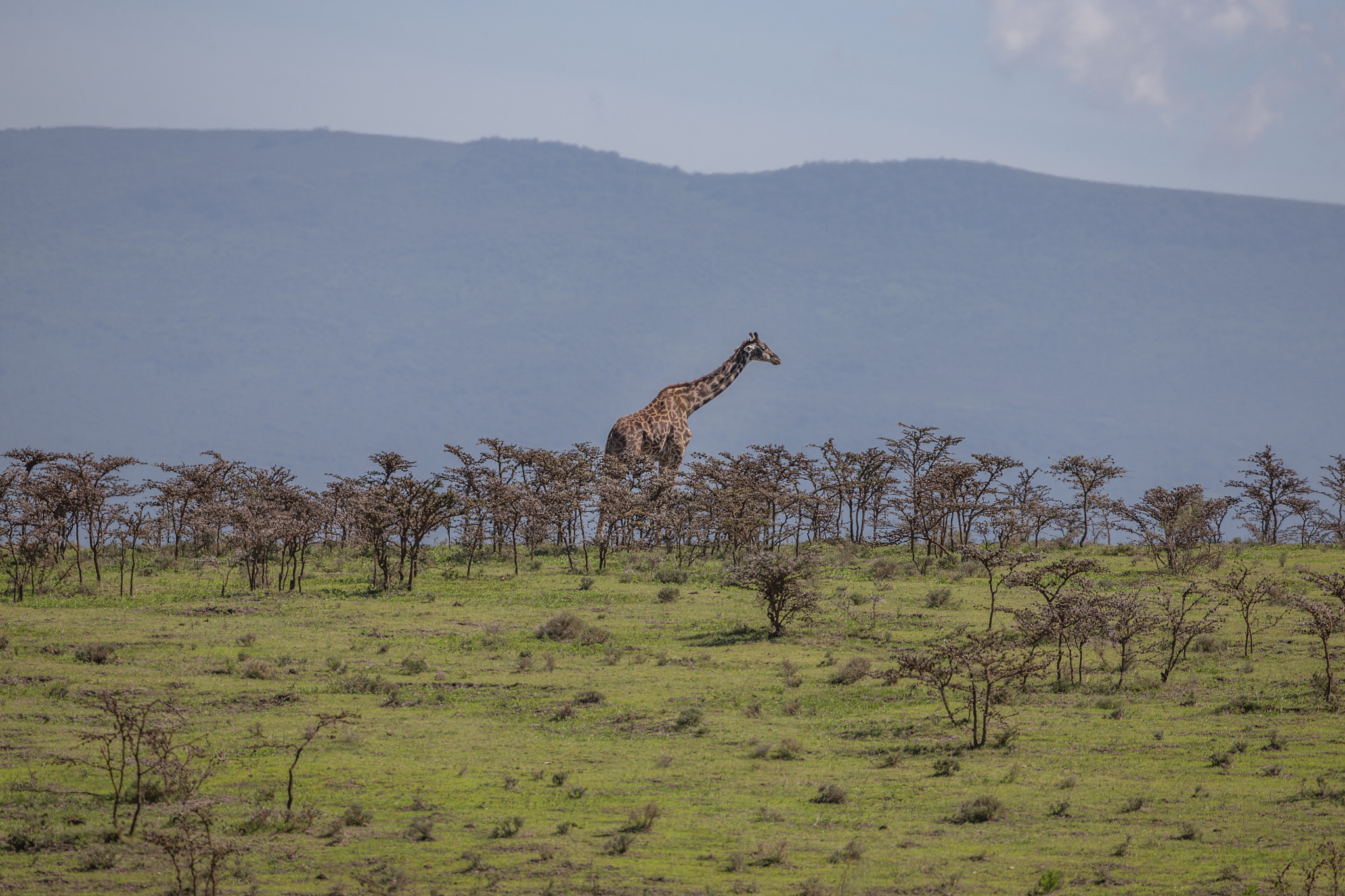 Canon EF 400mm F4 DO IS II USM sample photo. King of the hill photography