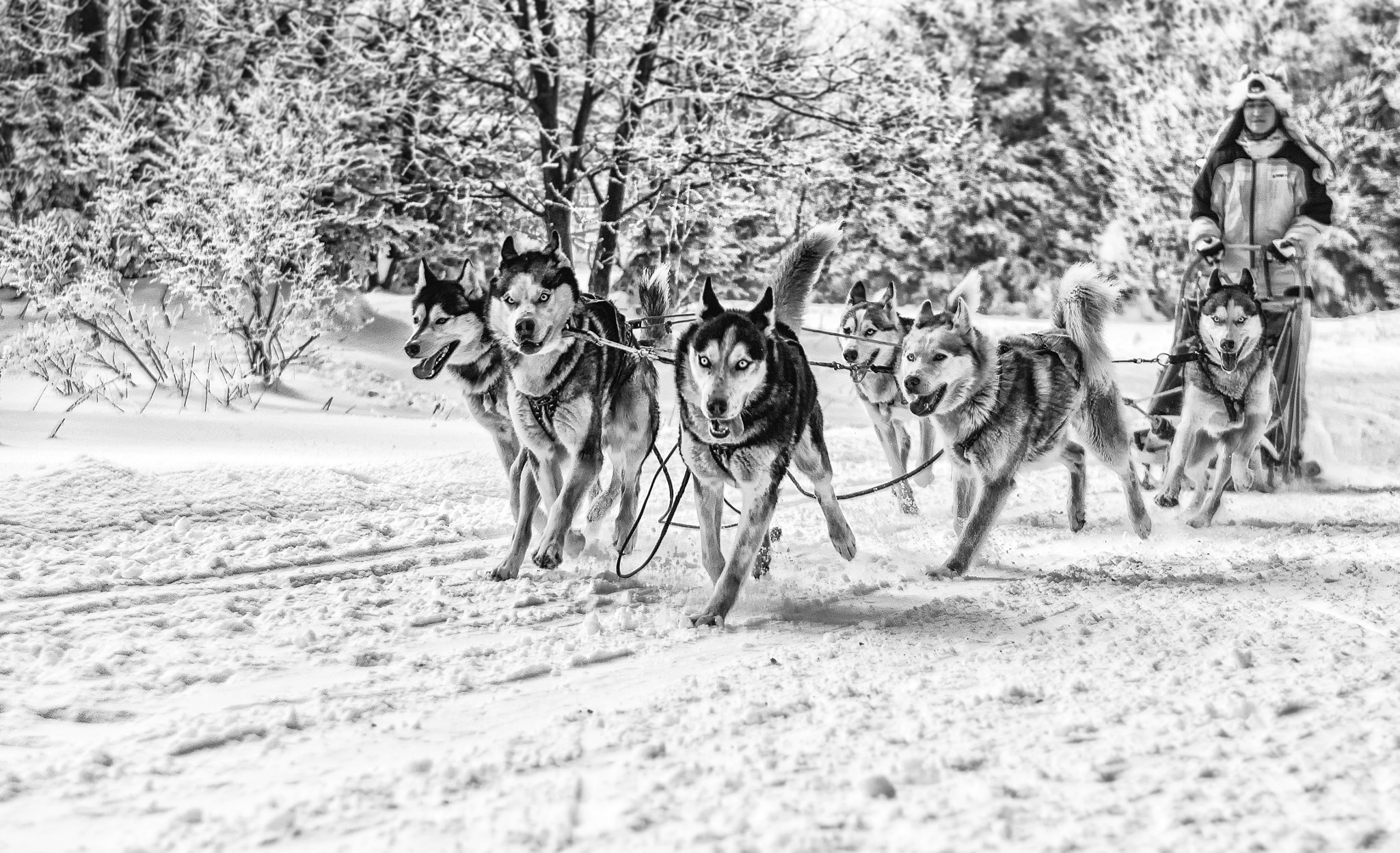 Nikon D3000 sample photo. šest psů, jedny sáně photography
