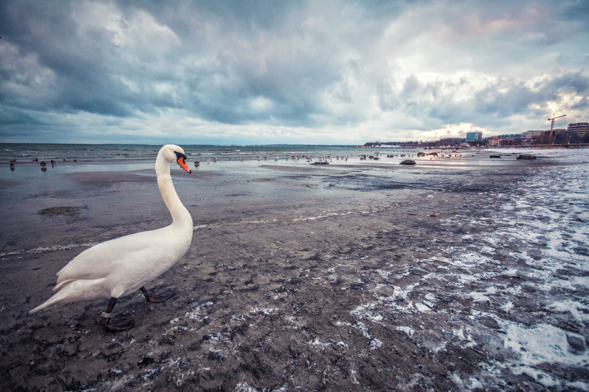 Sigma 10-20mm F4-5.6 EX DC HSM sample photo. I will play the swan and die in music photography